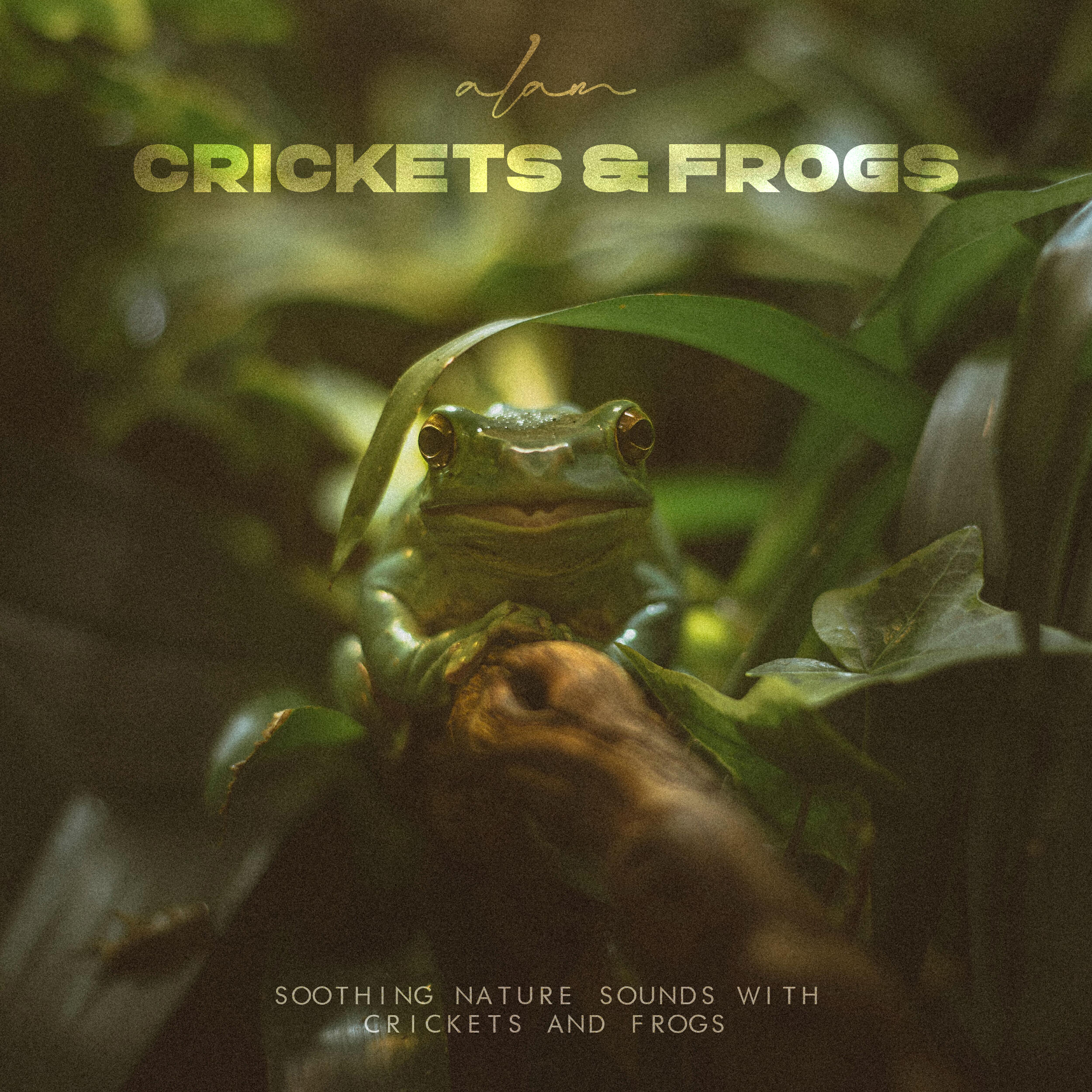 Релиз Crickets & Frogs