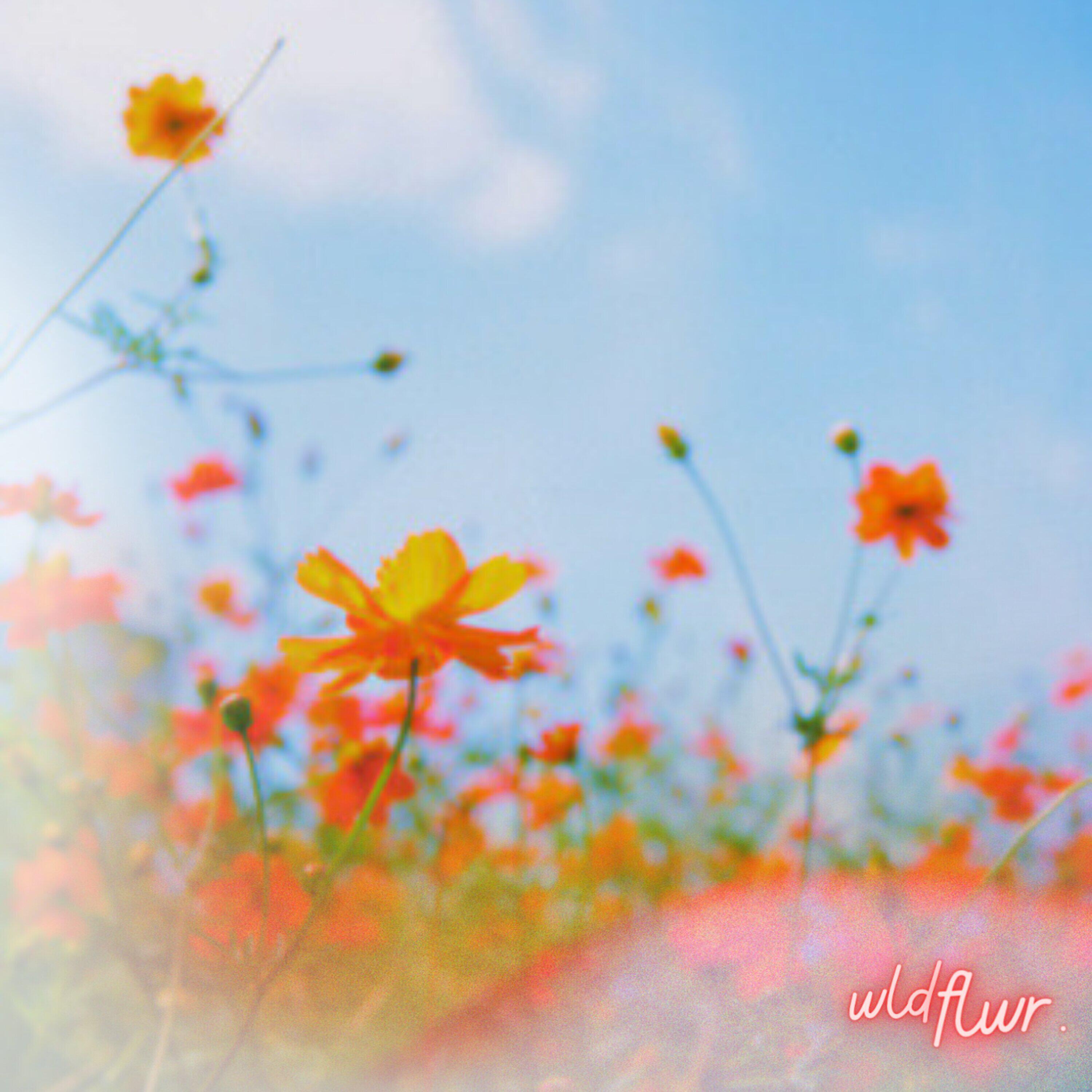 Релиз Wldflwr