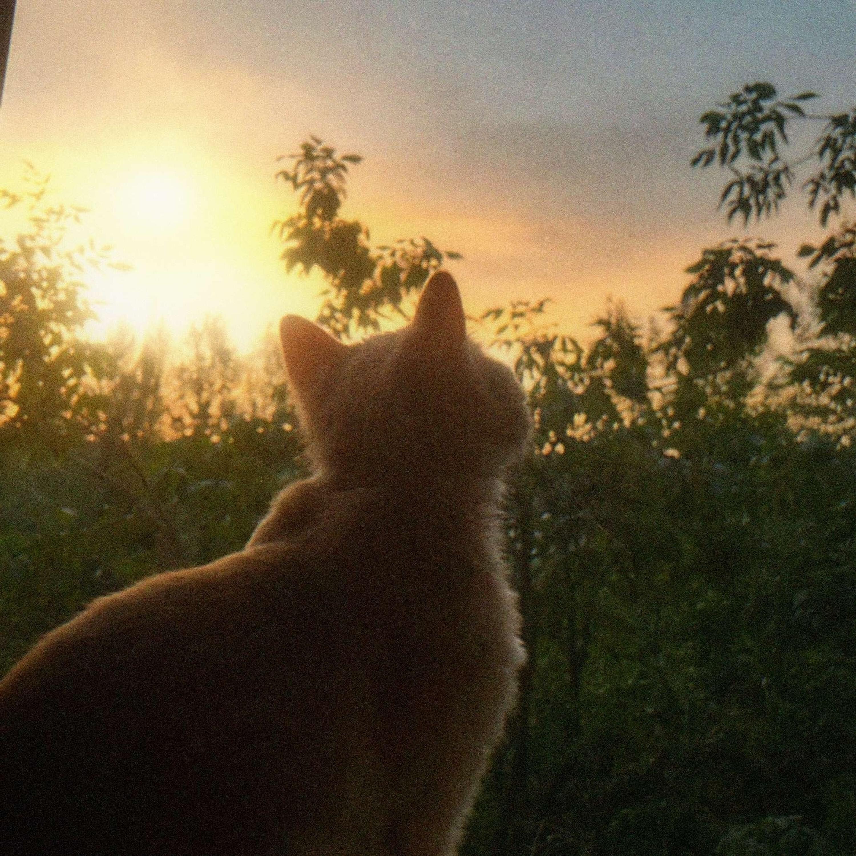 Релиз kittens
