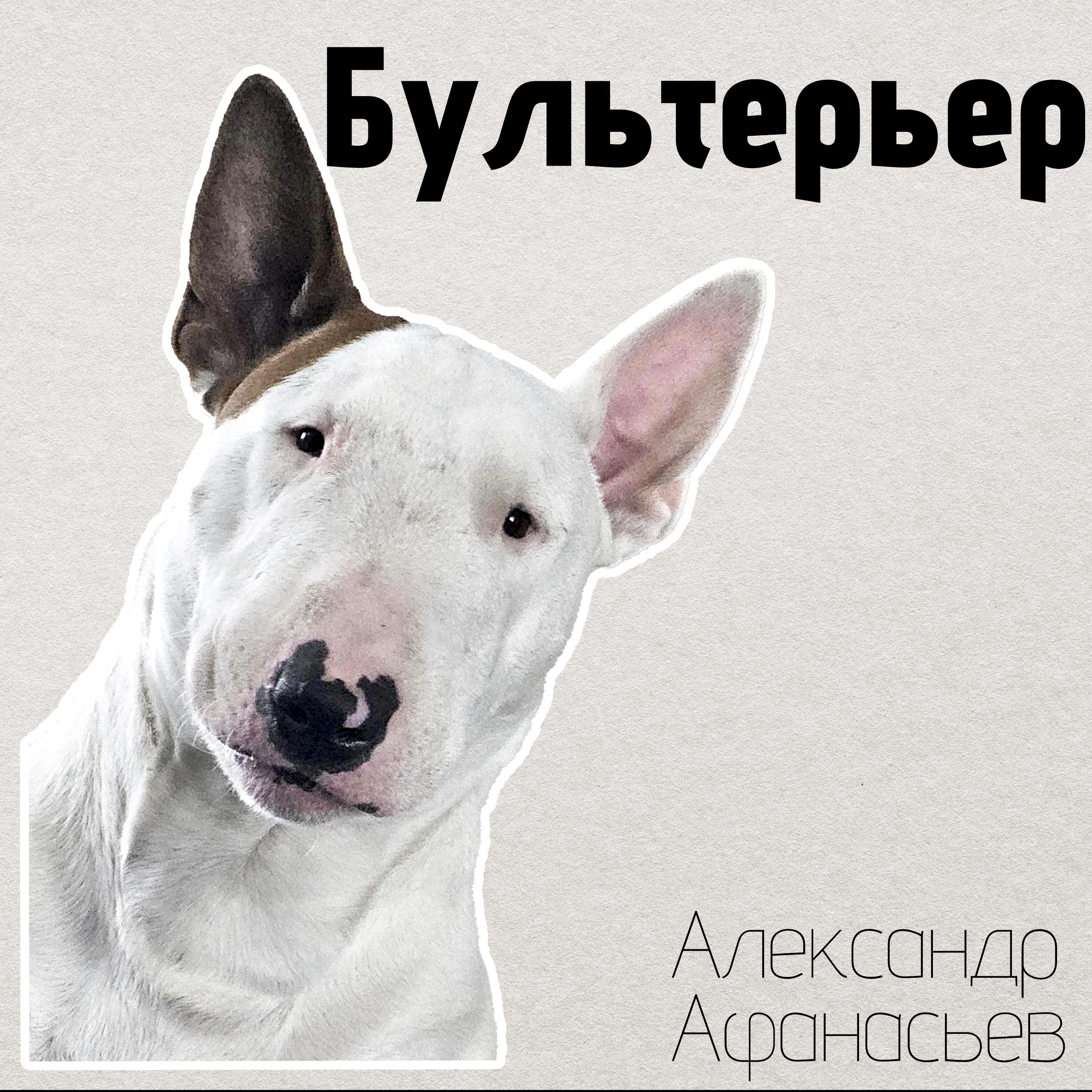 Релиз Бультерьер