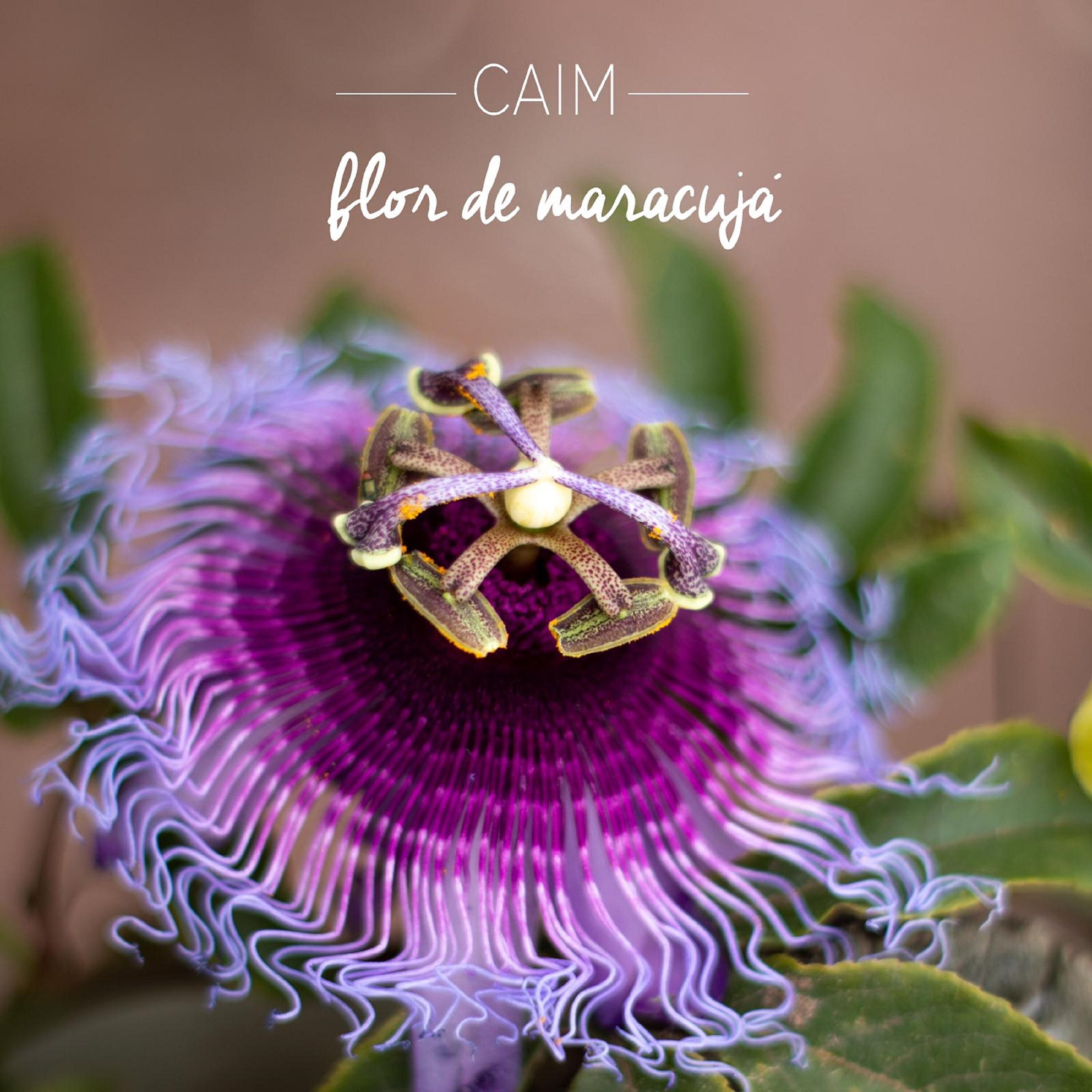 Релиз Flor de Maracujá