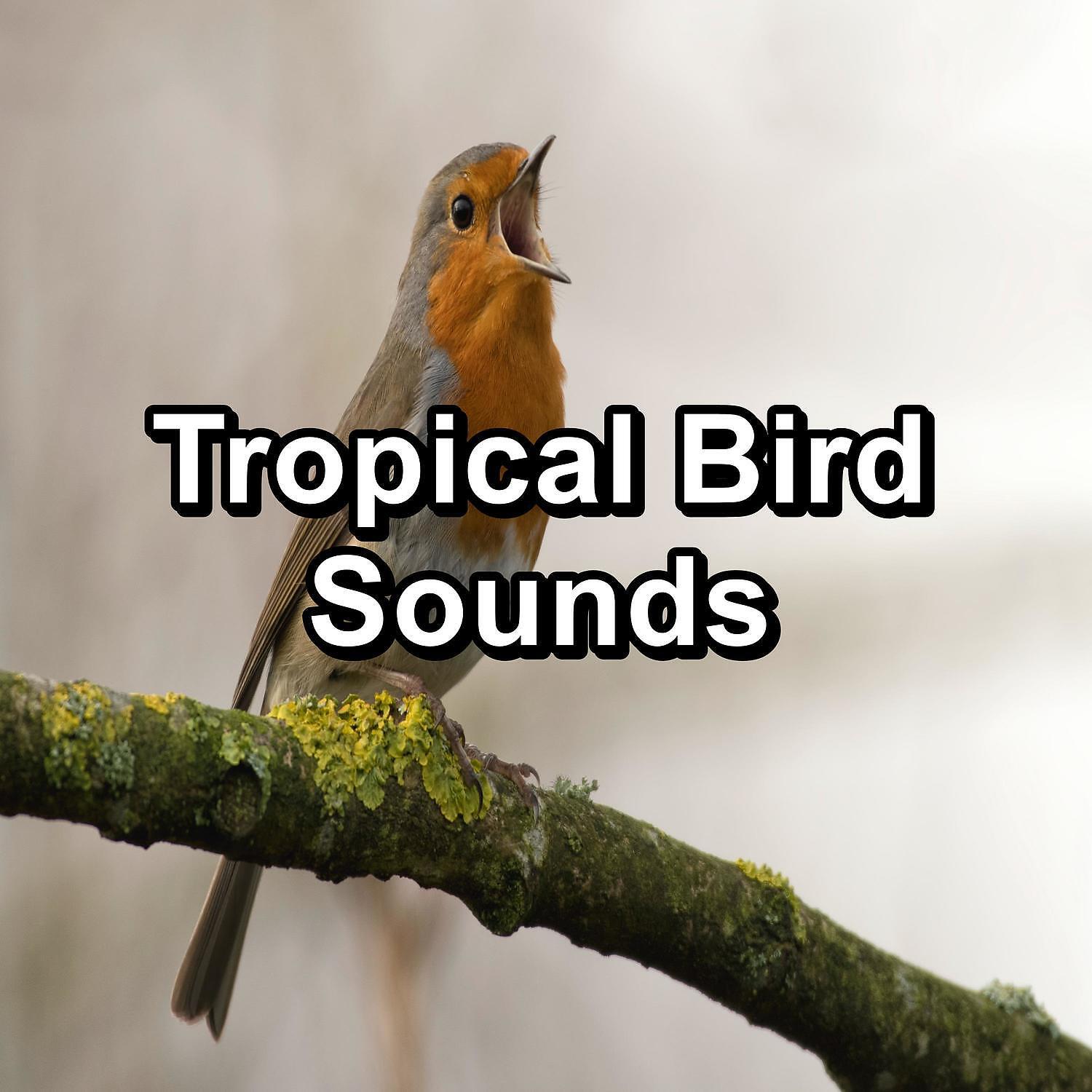 Релиз Tropical Bird Sounds