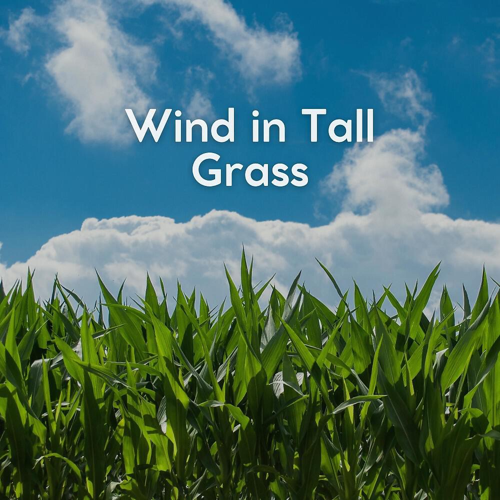 Релиз Wind in Tall Grass
