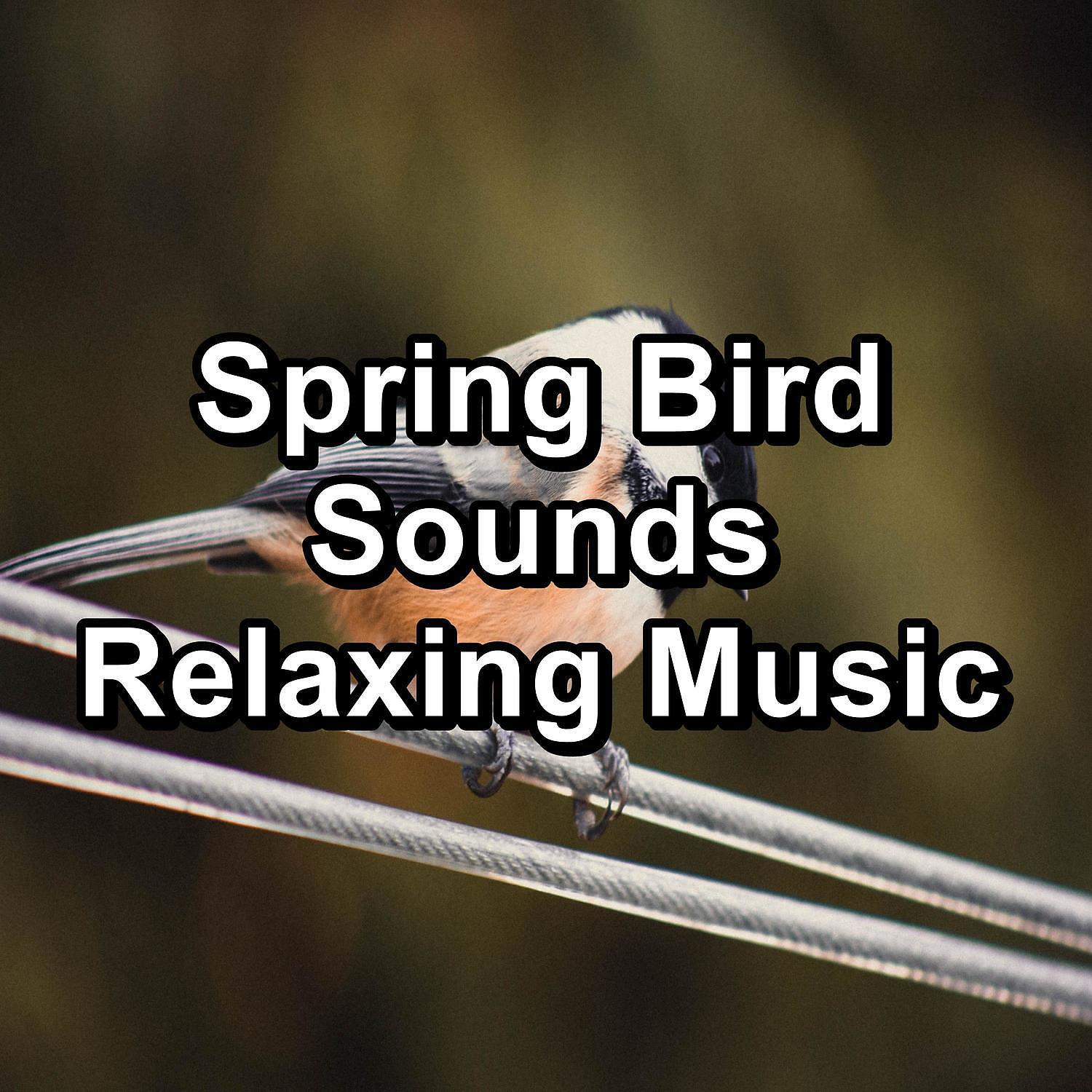 Релиз Spring Bird Sounds Relaxing Music
