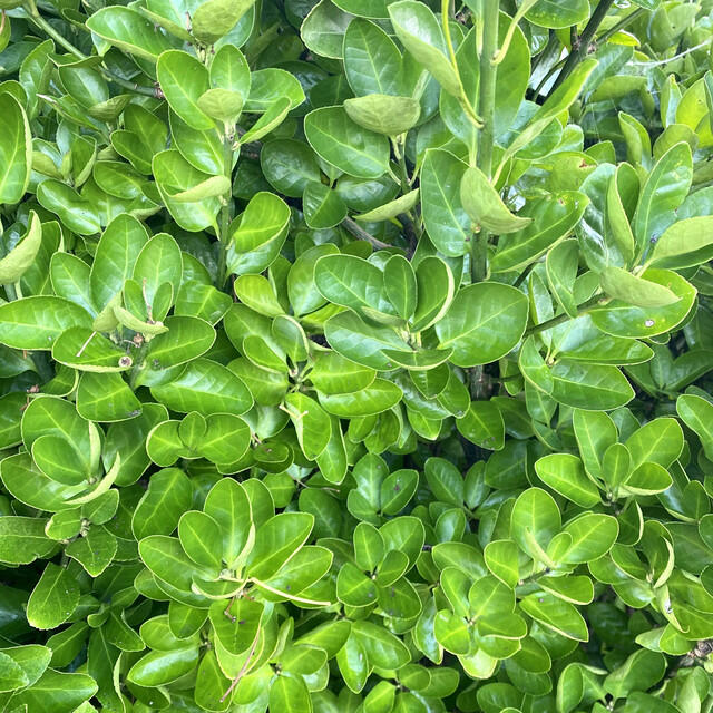 Релиз Feelings (成王败寇)