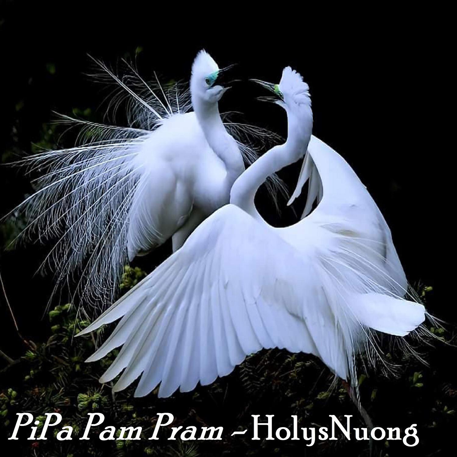 Релиз Pipa Pam Pram
