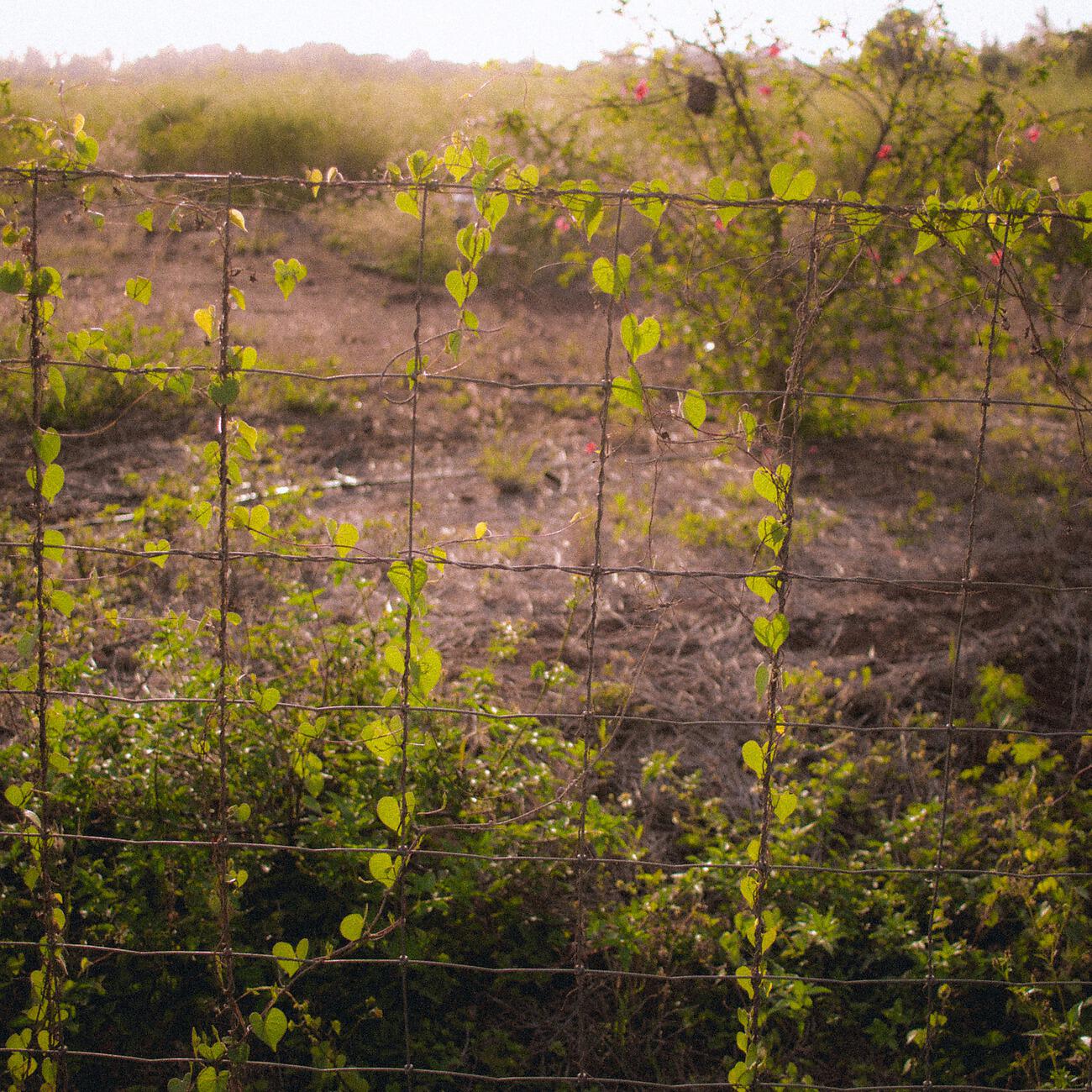 Релиз Golden Hour