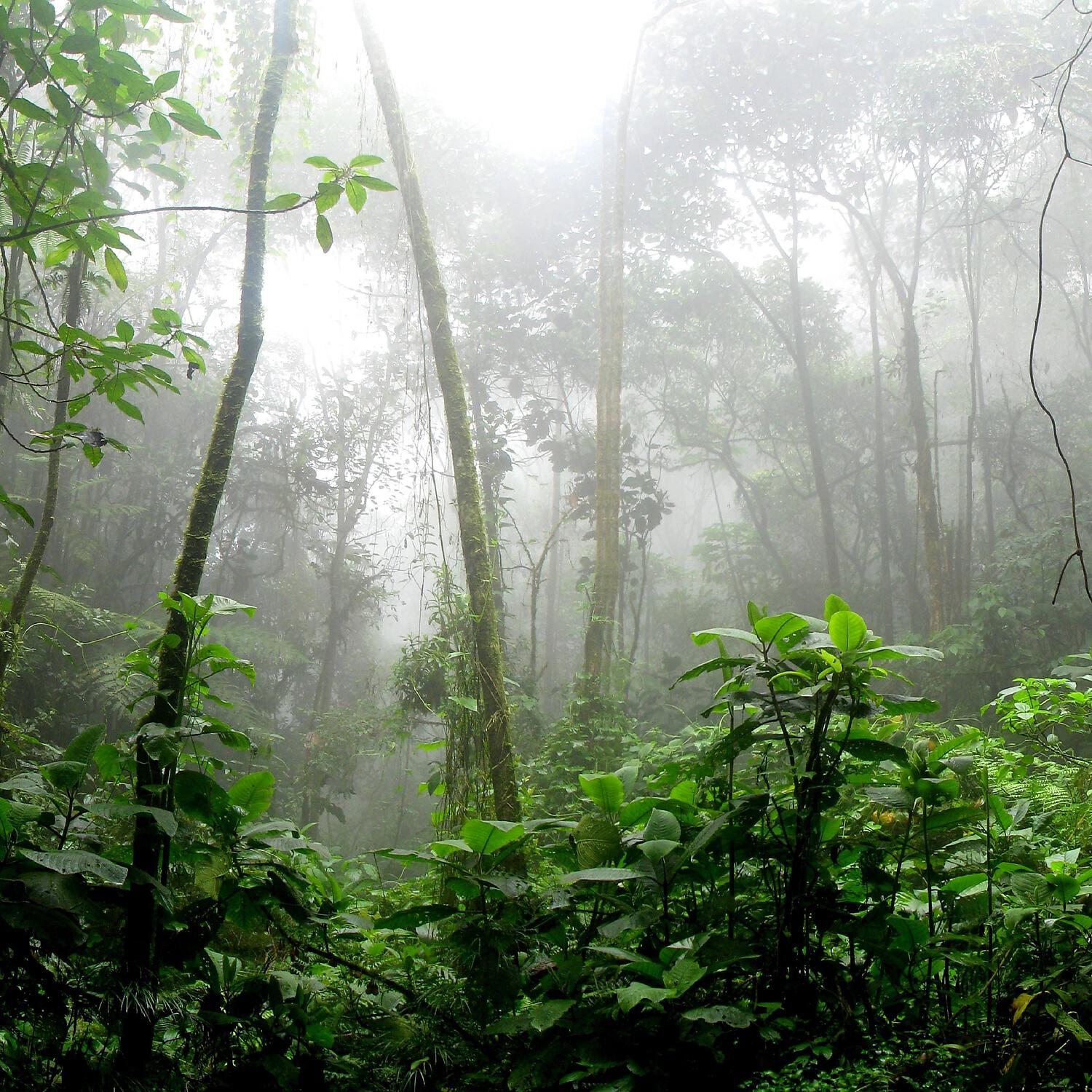 Релиз Jungle Calming Sounds for Relief and Break (Loopable)