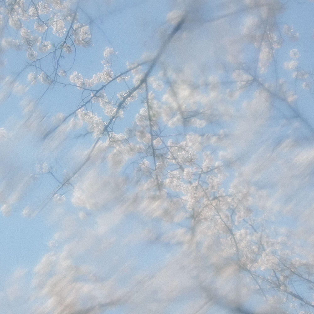 Релиз 泪の星