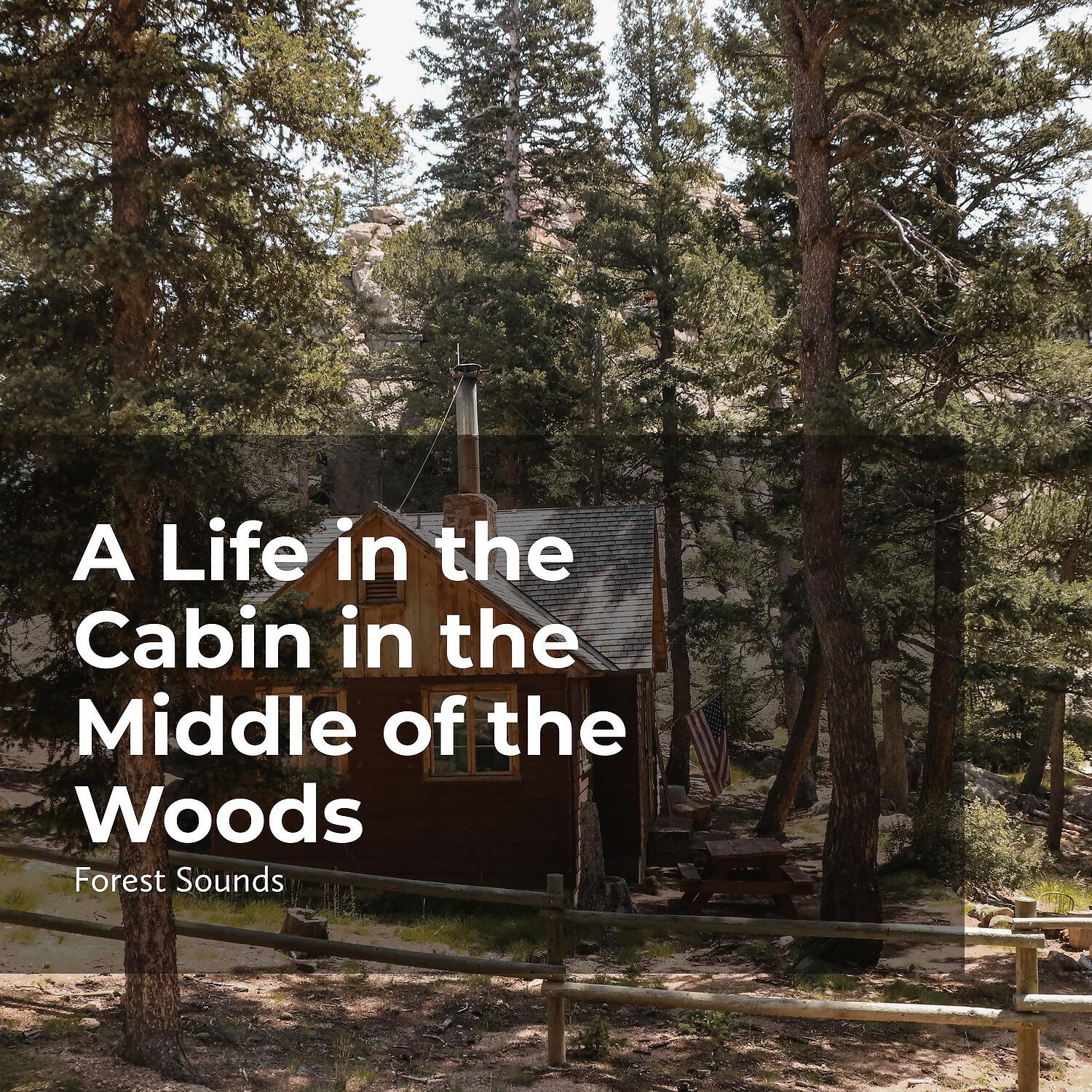 Релиз A Life in the Cabin in the Middle of the Woods