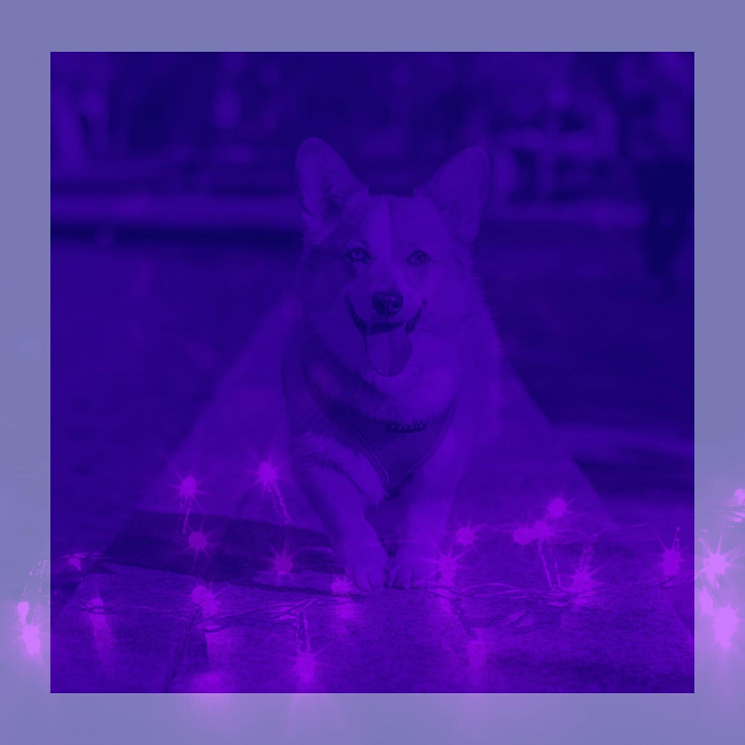 Релиз Bossa Saxophone - Background for Relaxing Your Dog