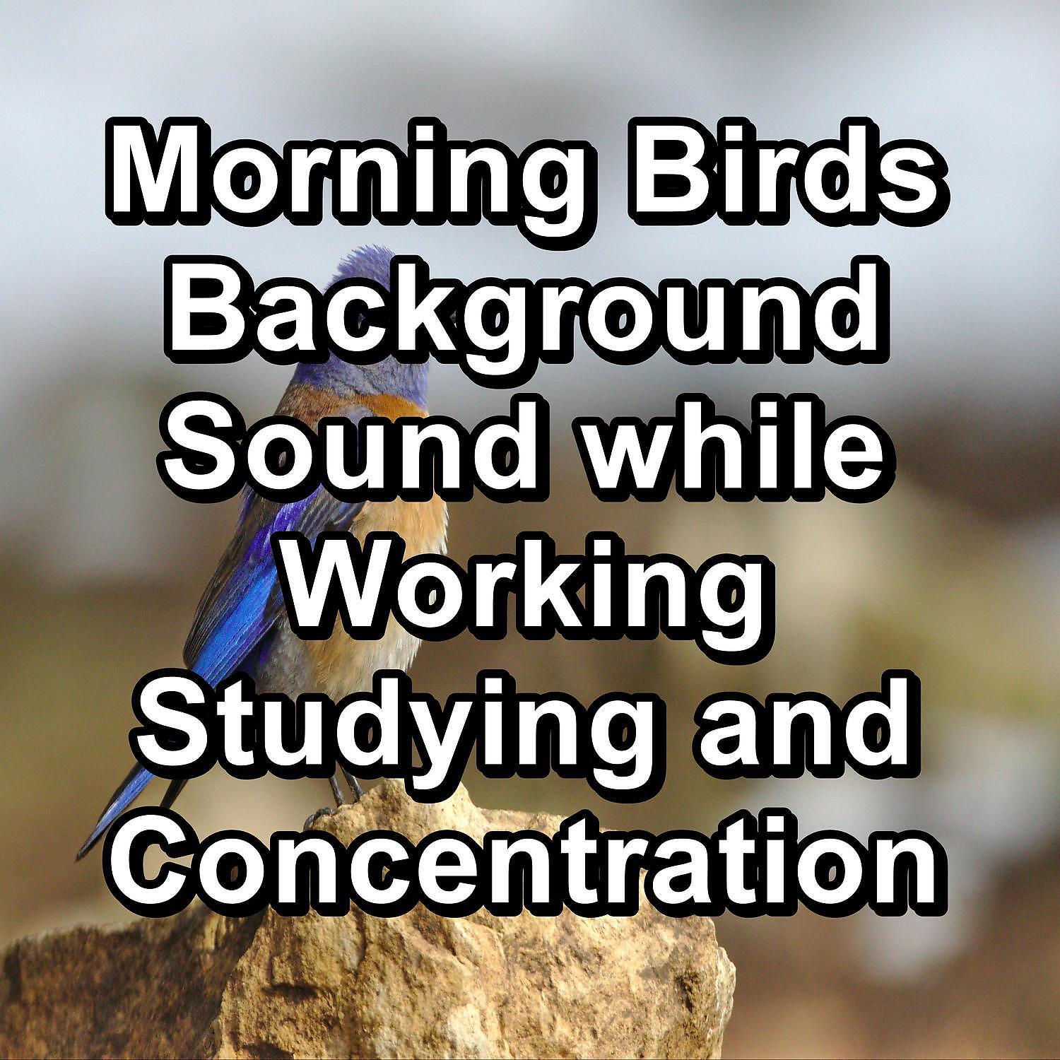 Релиз Morning Birds Background Sound while Working Studying and Concentration