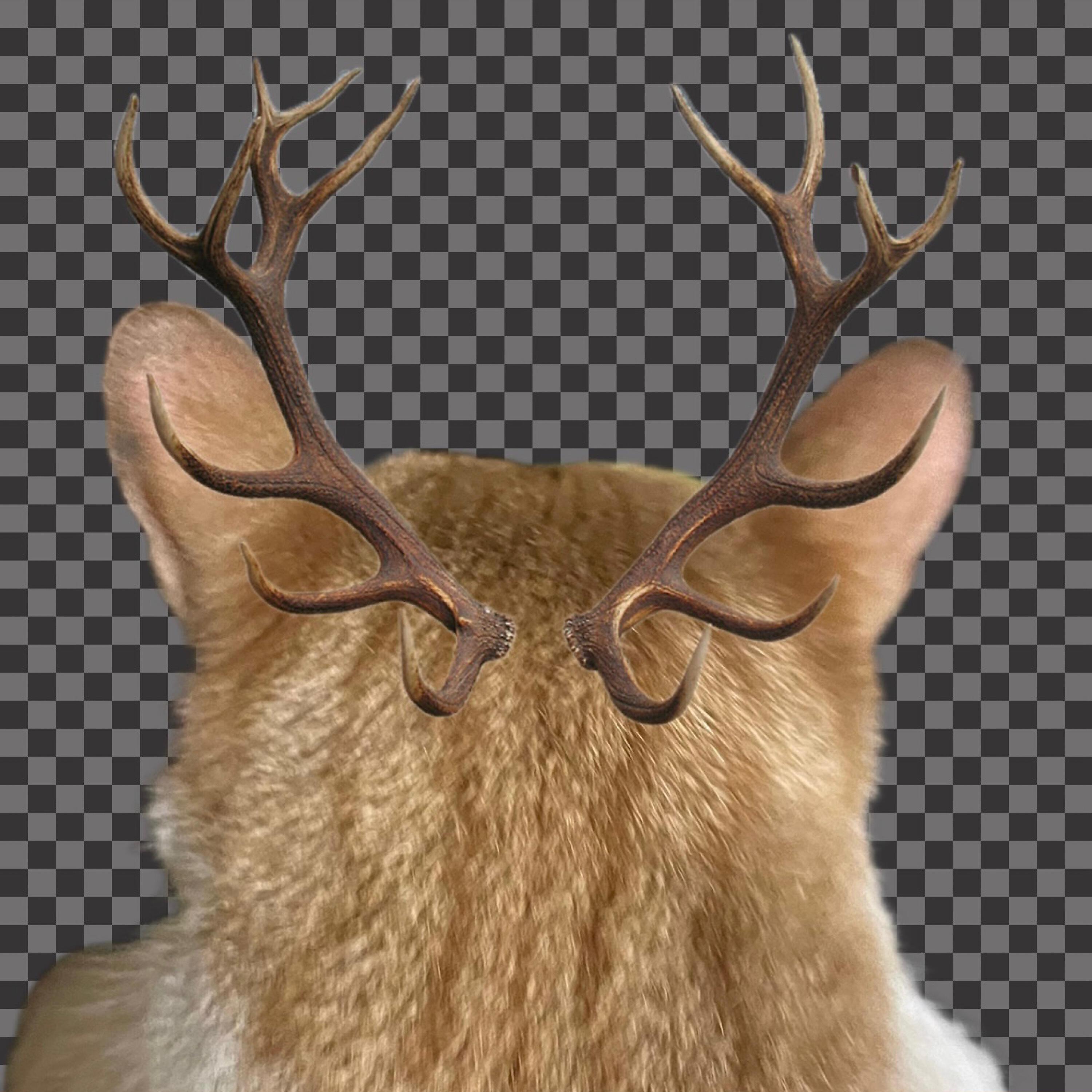 Tqach