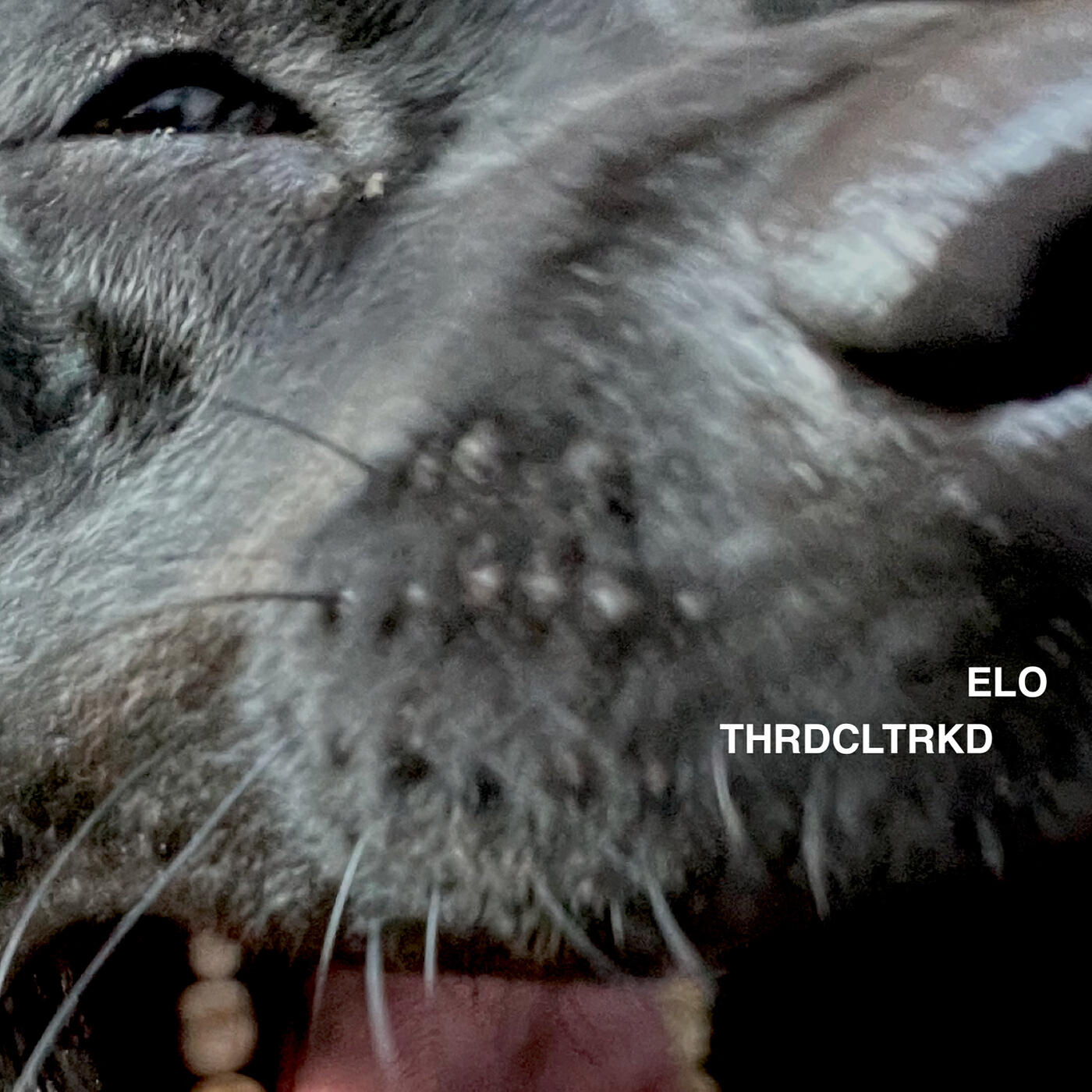 Релиз Elo