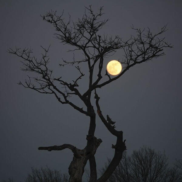 Релиз The Lonely Tree (Rain)
