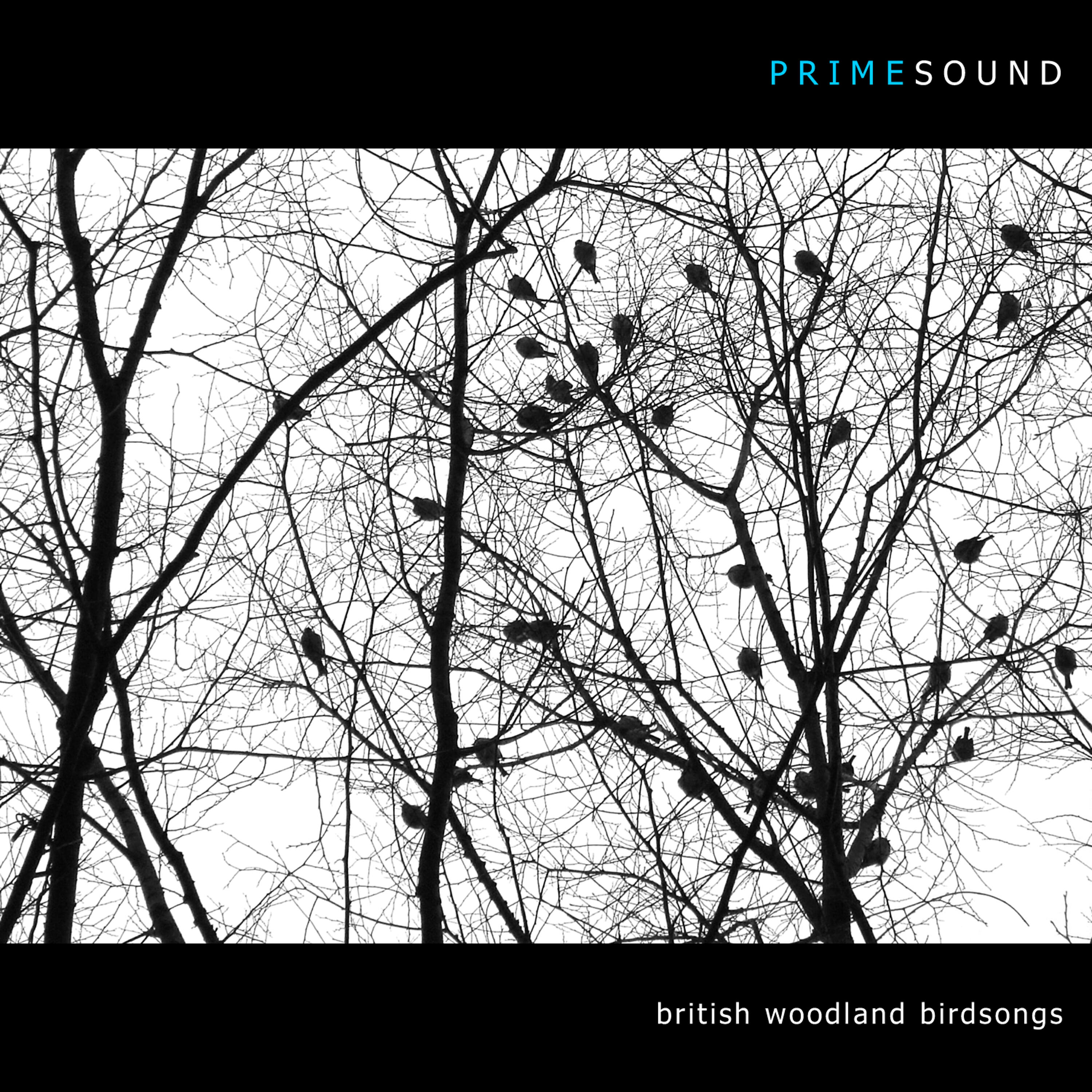 Релиз British Woodland Birdsongs