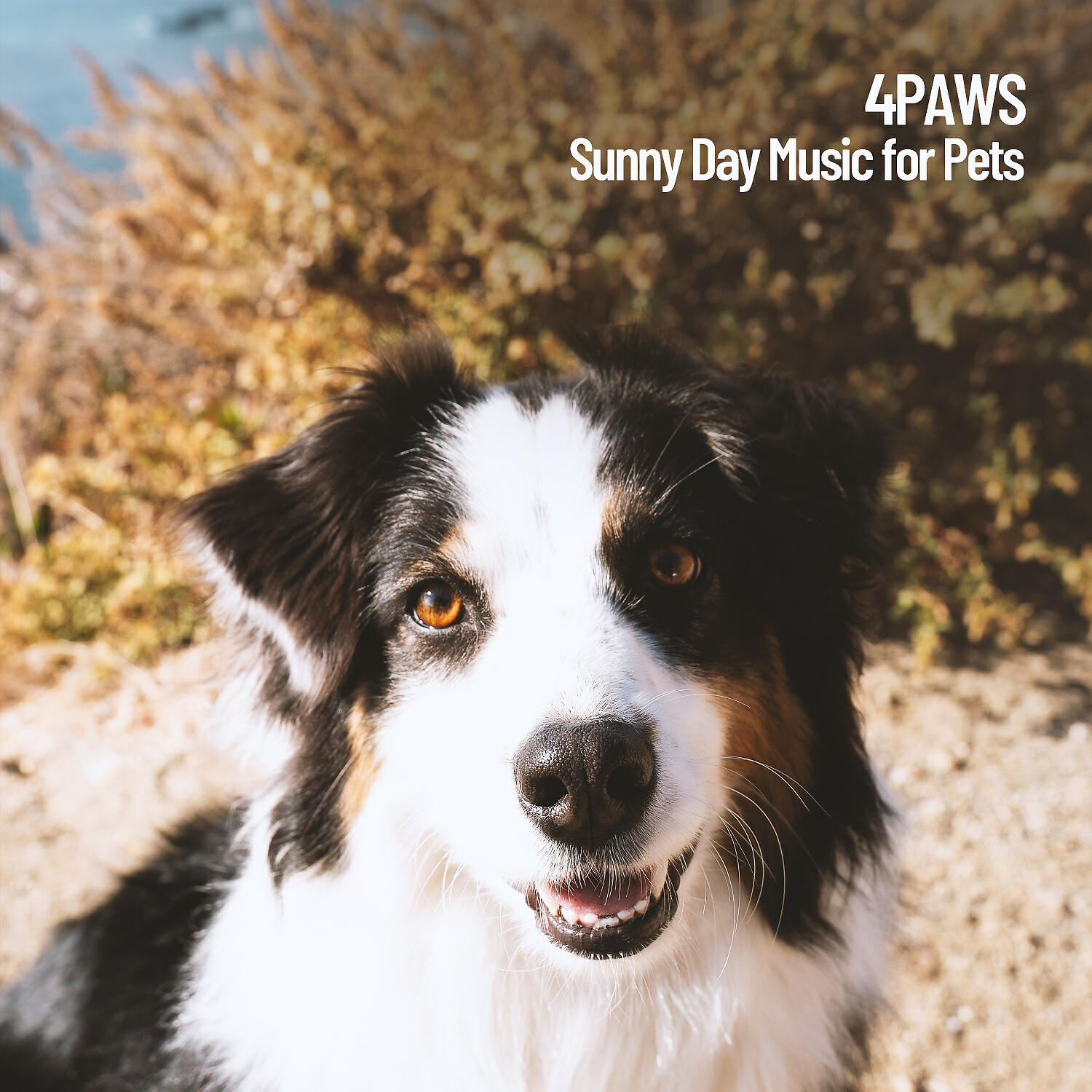 Cat Music & Music for Dog's Ears & Pet Care Club - Relaxing Sounds for Cats