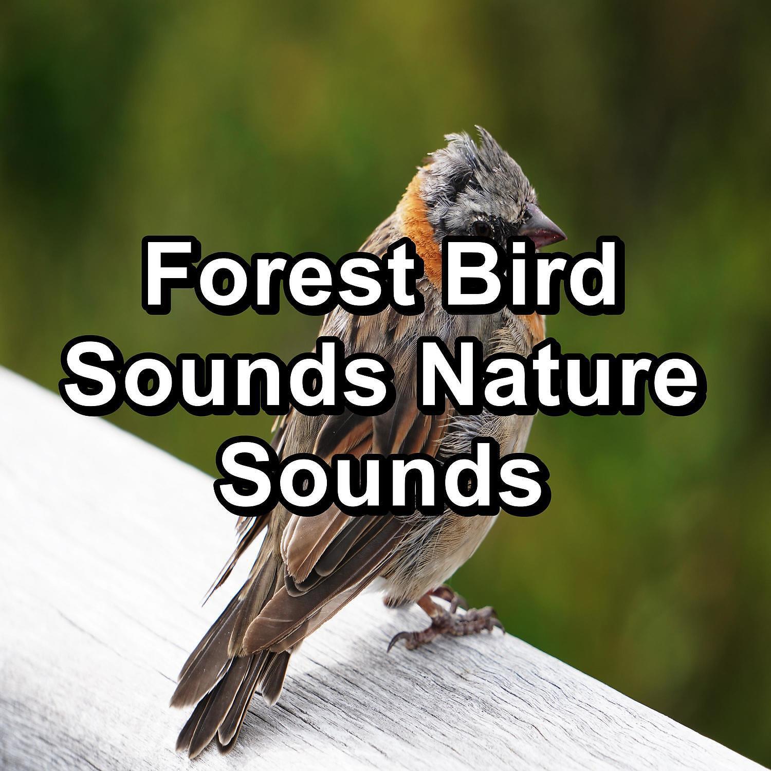 Релиз Forest Bird Sounds Nature Sounds