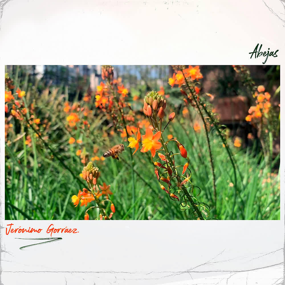 Релиз Abejas
