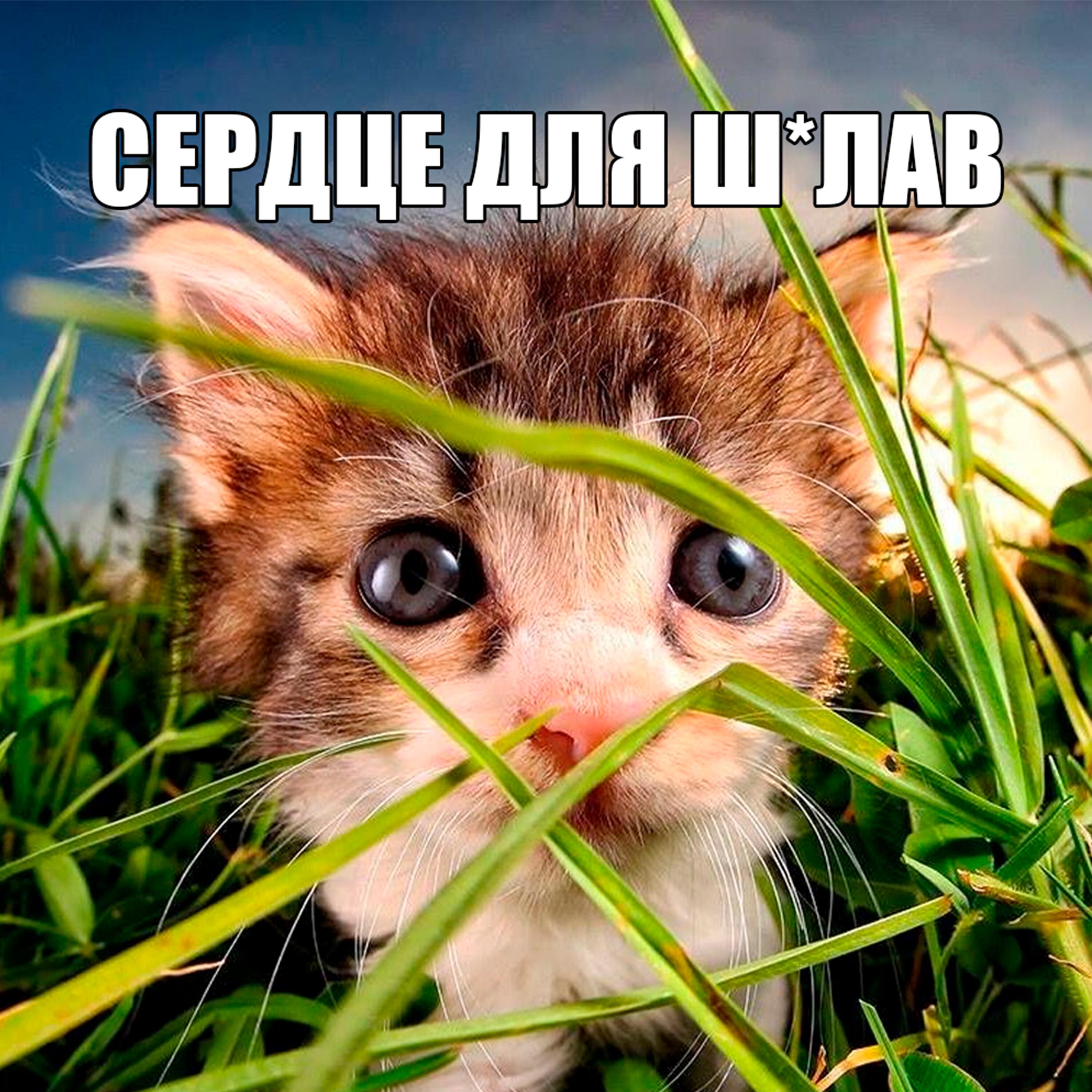 tsygg