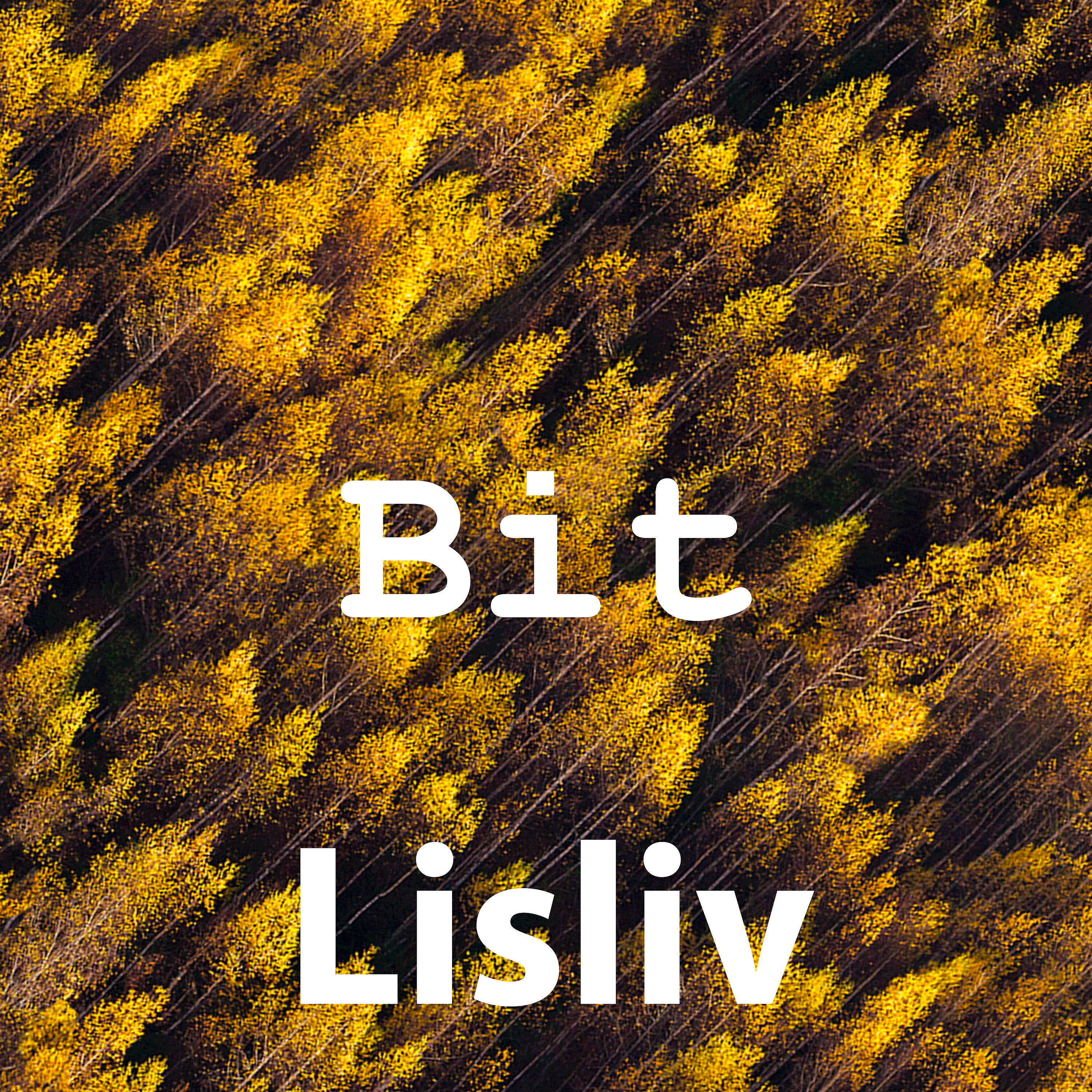 Релиз Bit