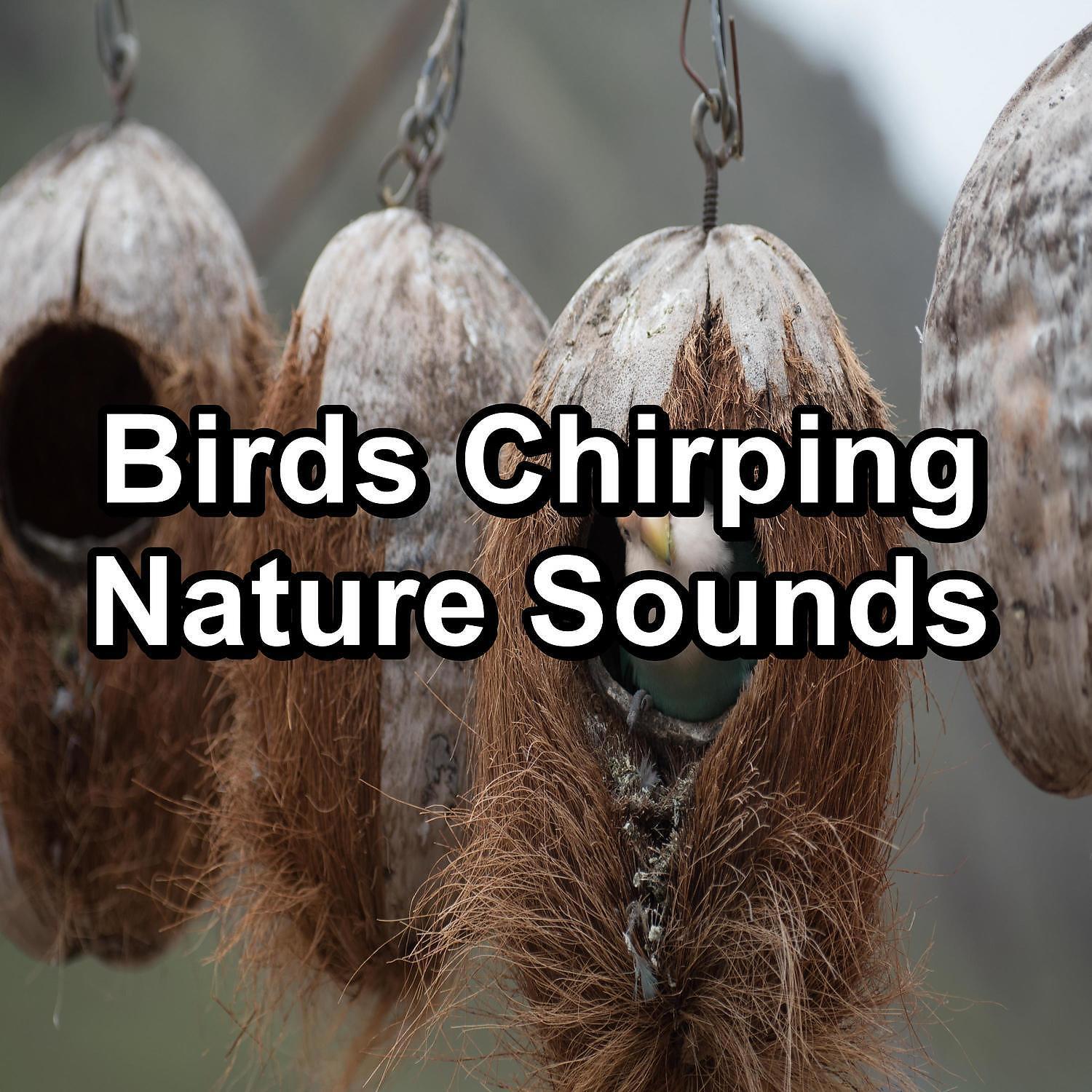 Релиз Birds Chirping Nature Sounds