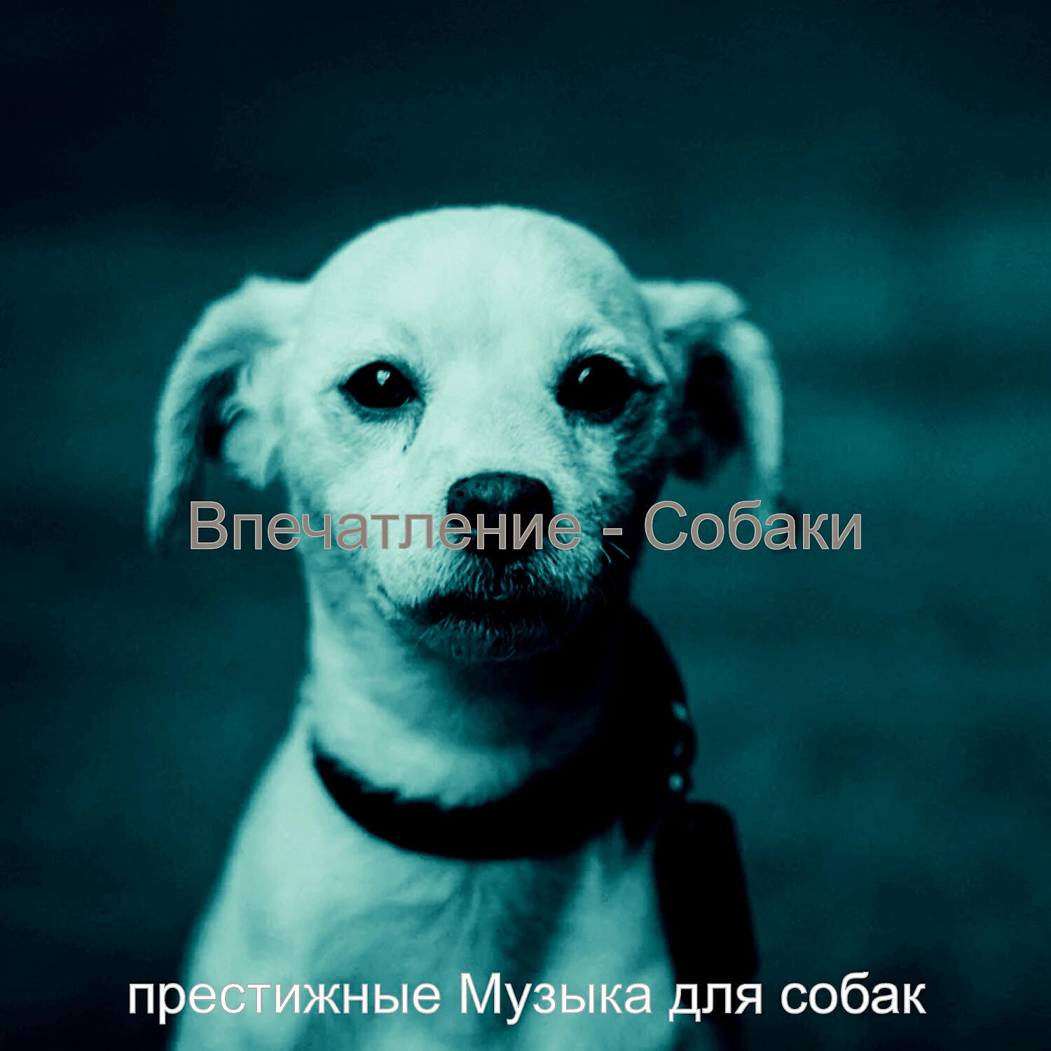 Релиз Впечатление - Собаки
