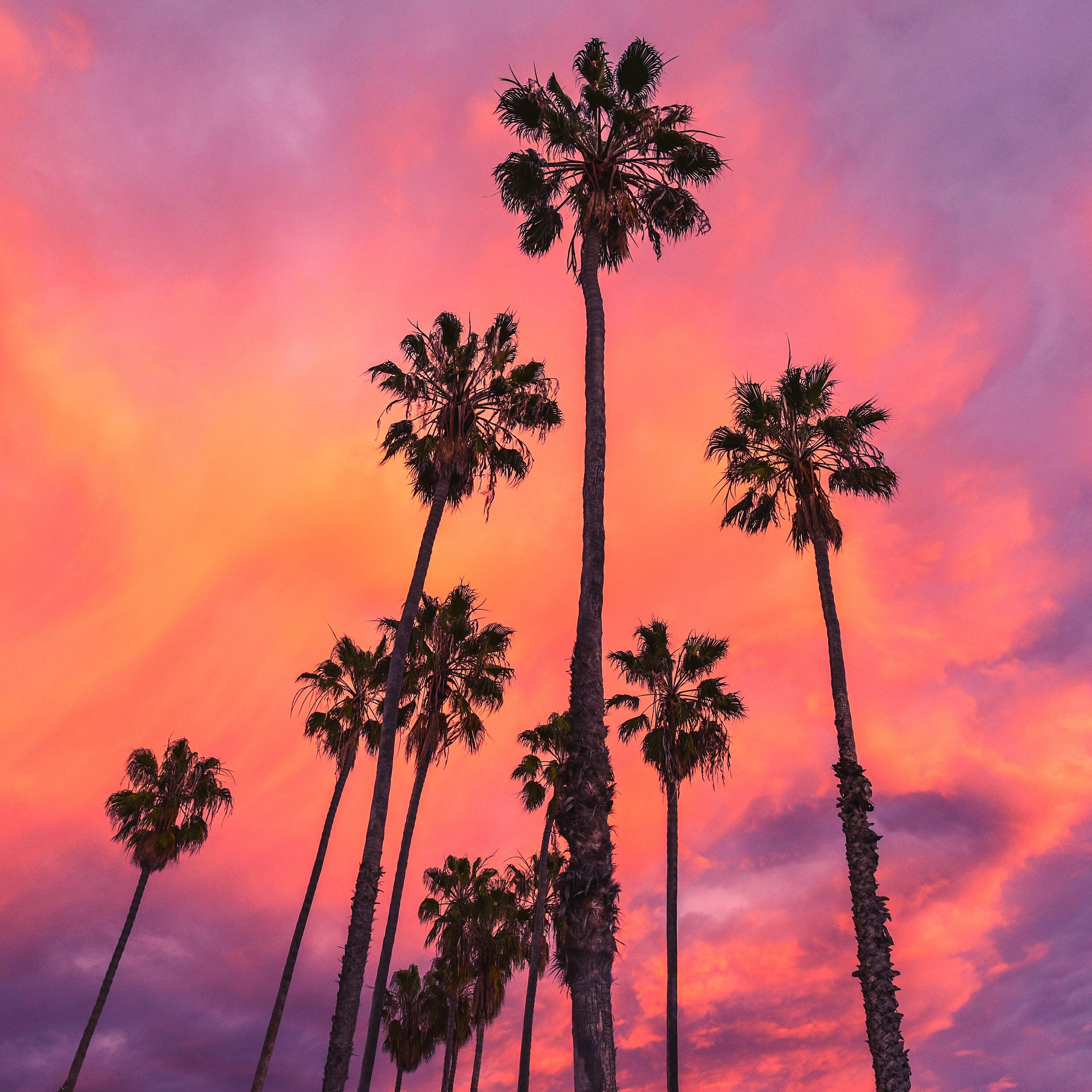 Релиз Tropical Vibes