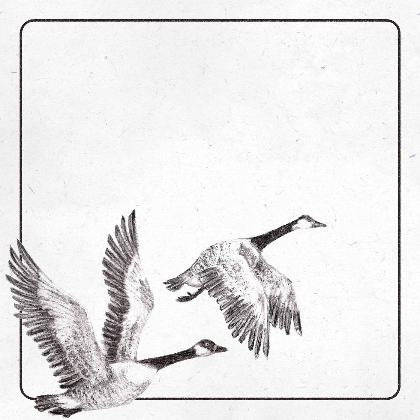 Релиз Geese