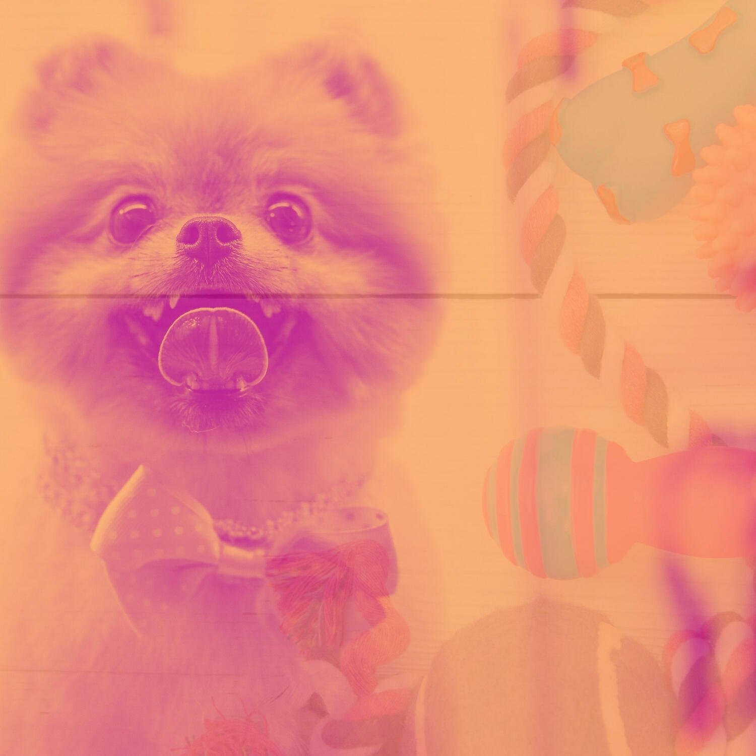 Релиз Music for Relaxing Your Dog