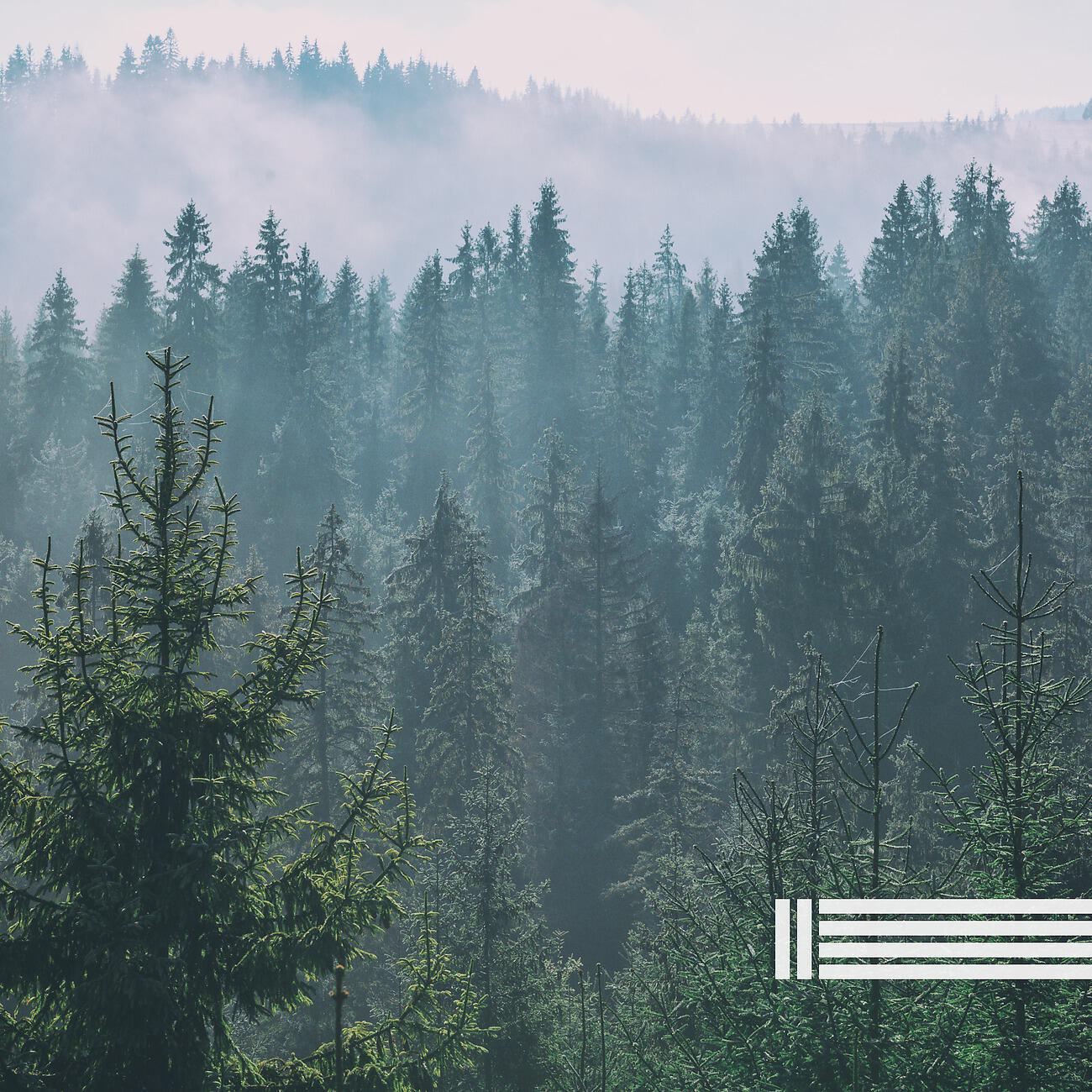 Релиз Sounds Of Forest, Wind & Birds (Loopable, No Fade)