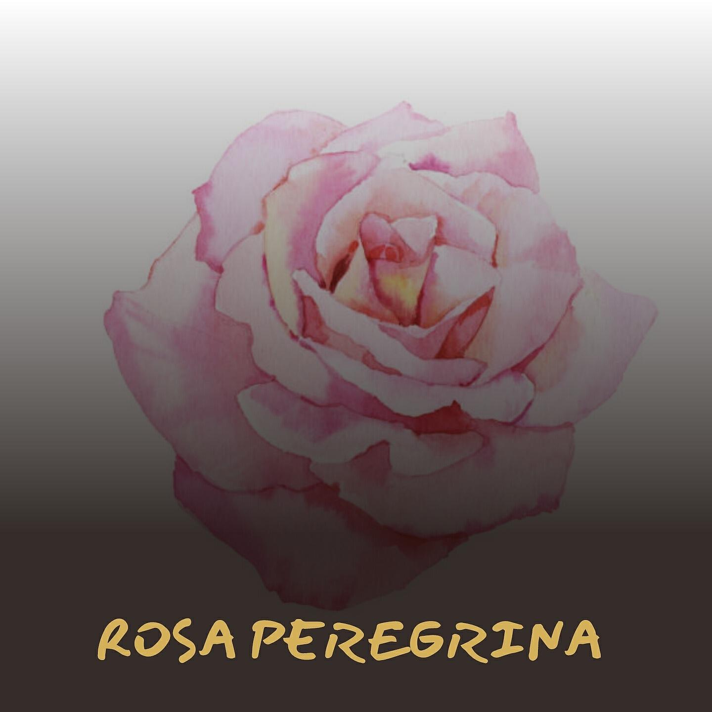 Релиз Rosa Peregrina