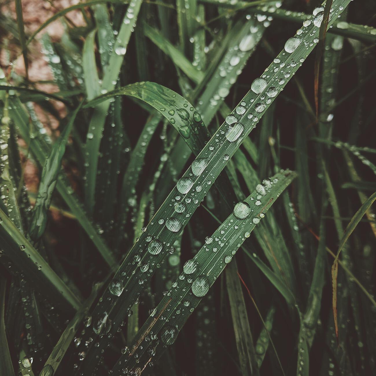 Релиз Rain Nature Sounds