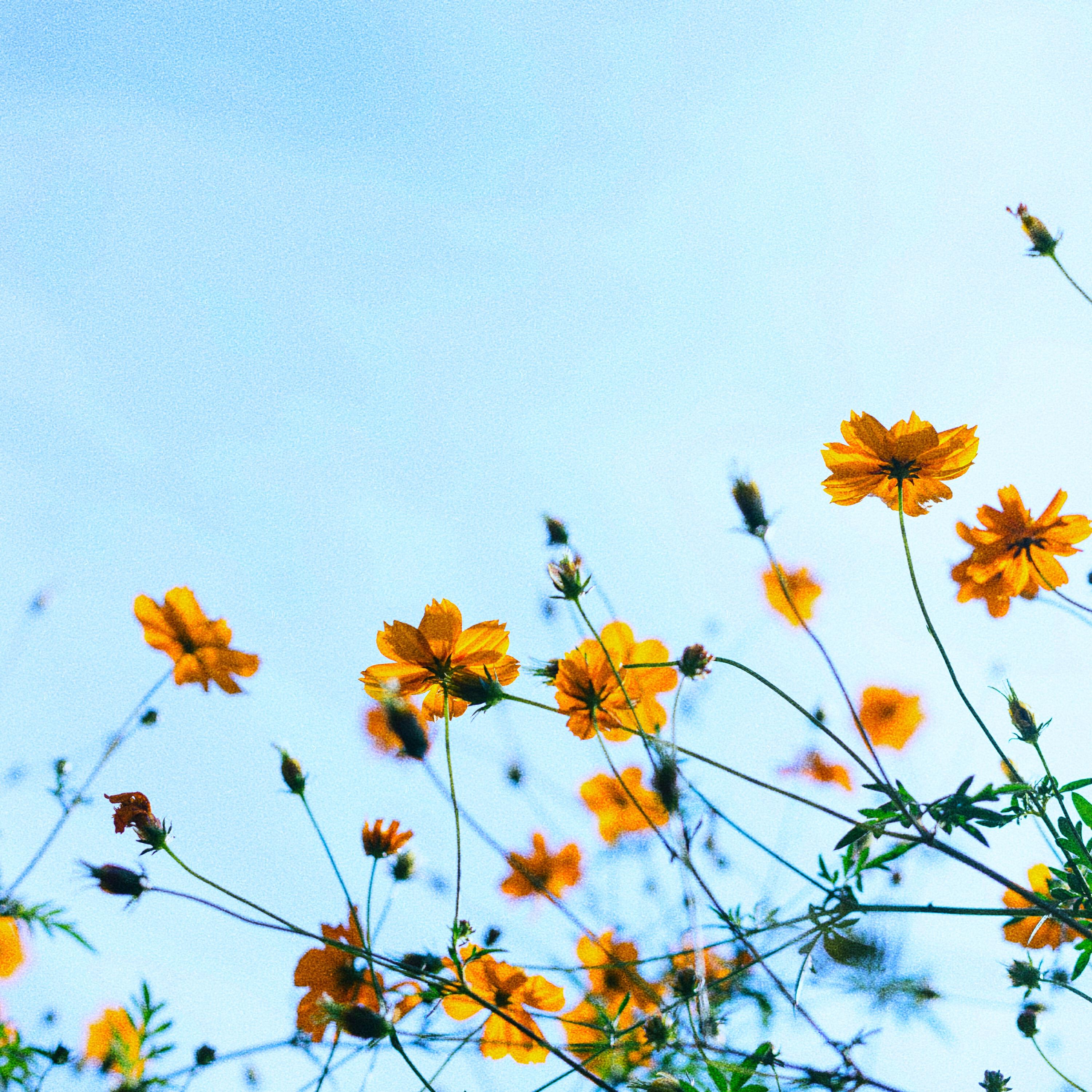 Релиз blue spring