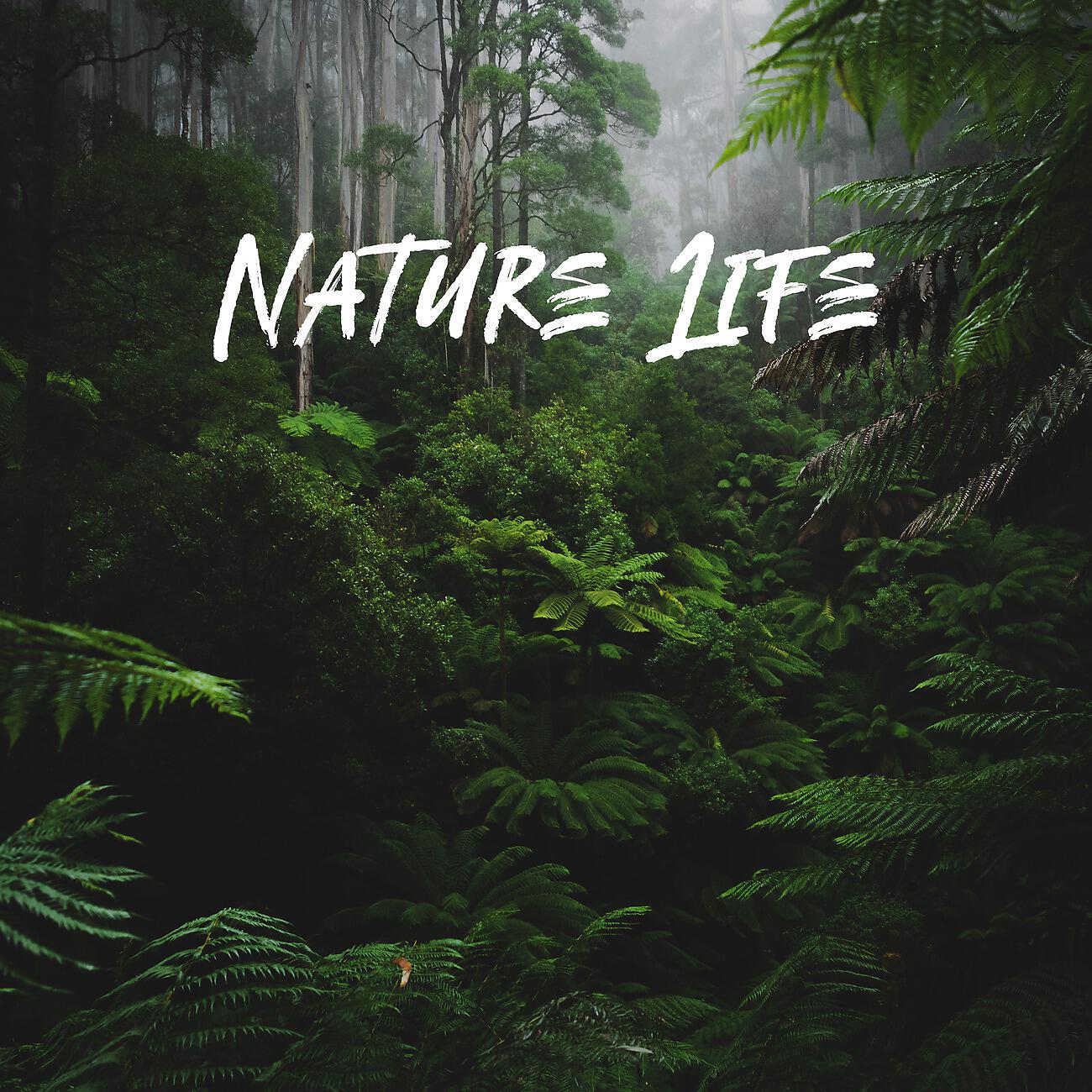 Релиз Nature Life - Relaxation & Reflection Time, Feel Closeness with Nature