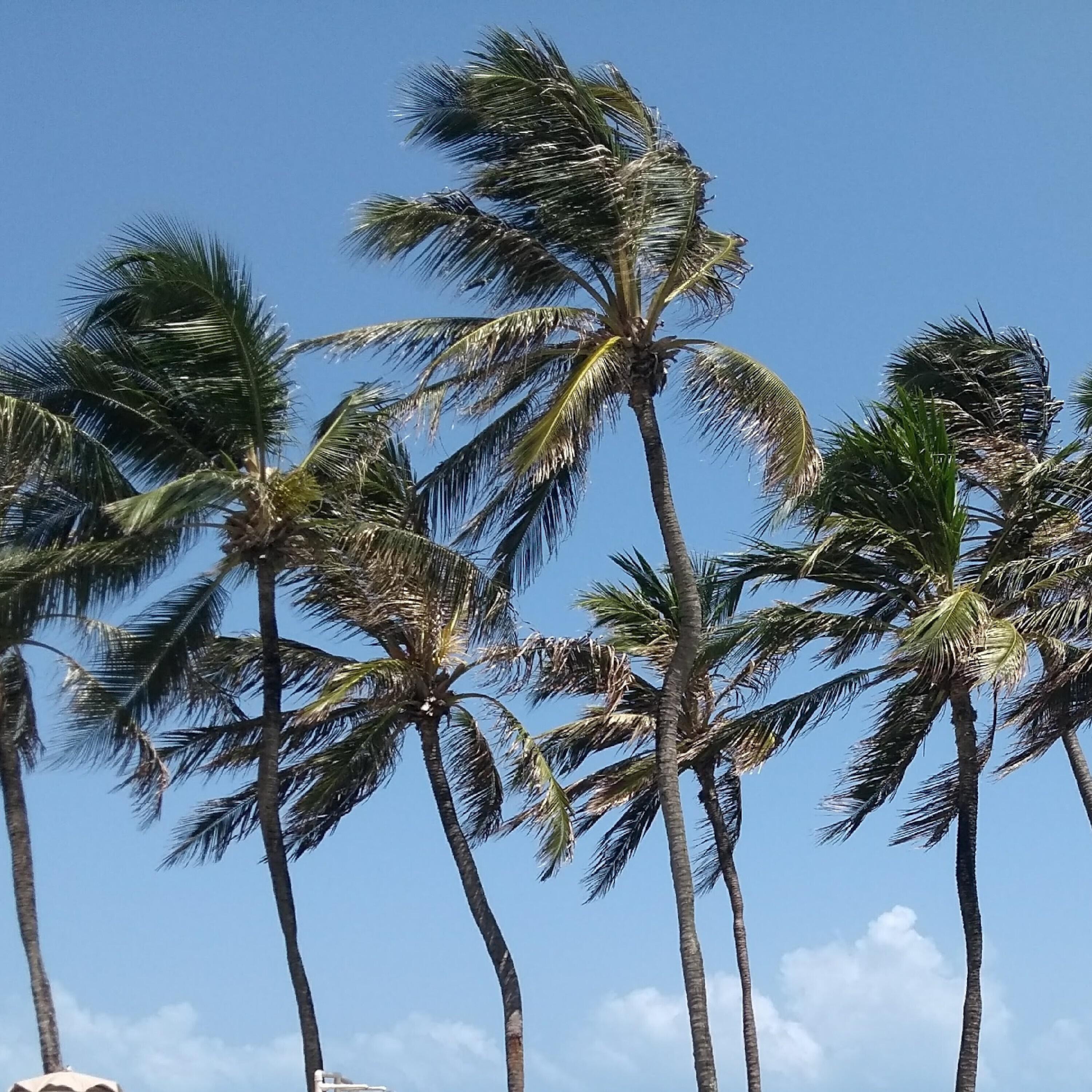 Релиз Som de Verão