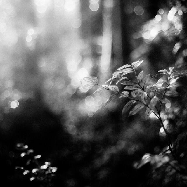 La raza de los cabizbajos