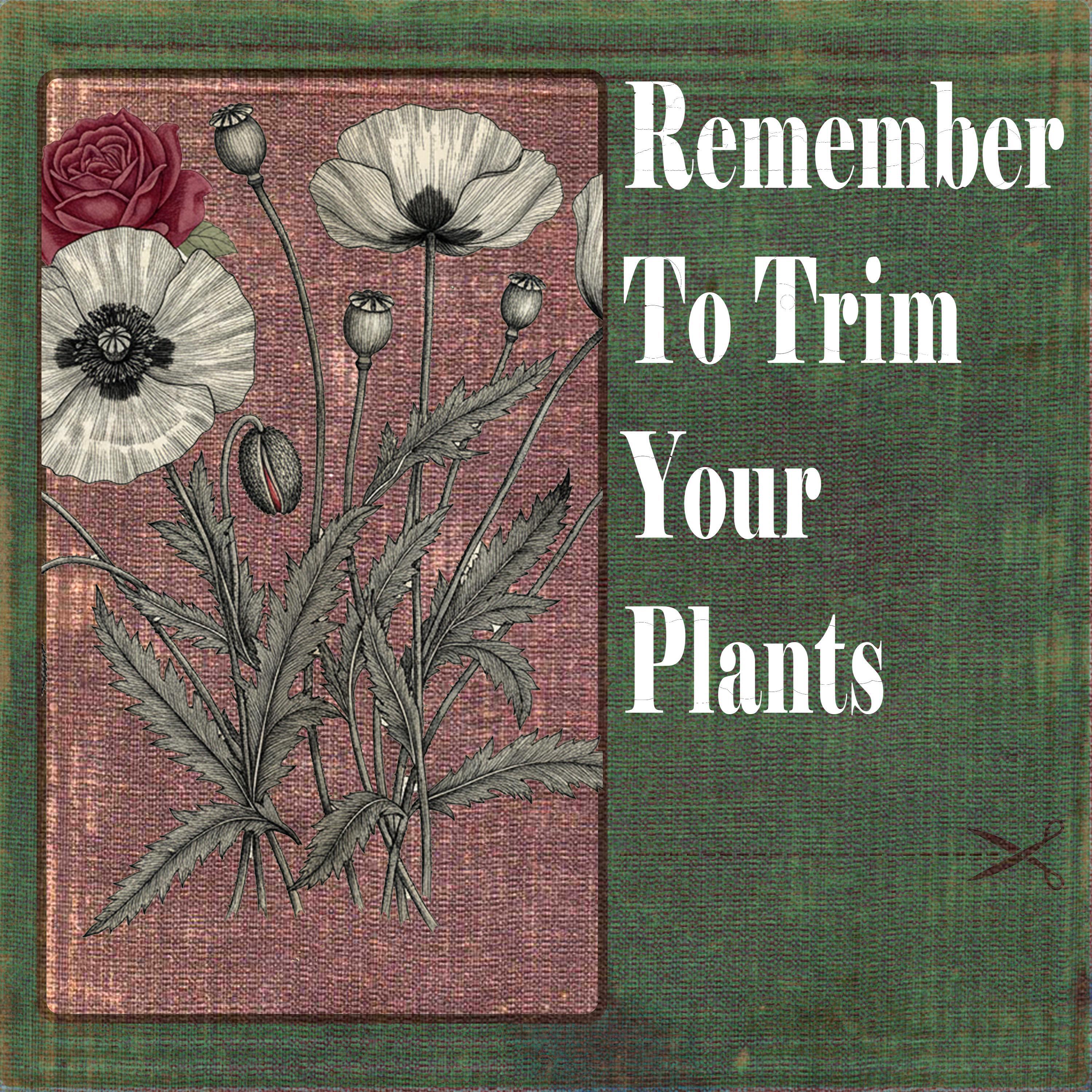 Постер альбома remember to trim your plants (feat. Agustín Frumento)