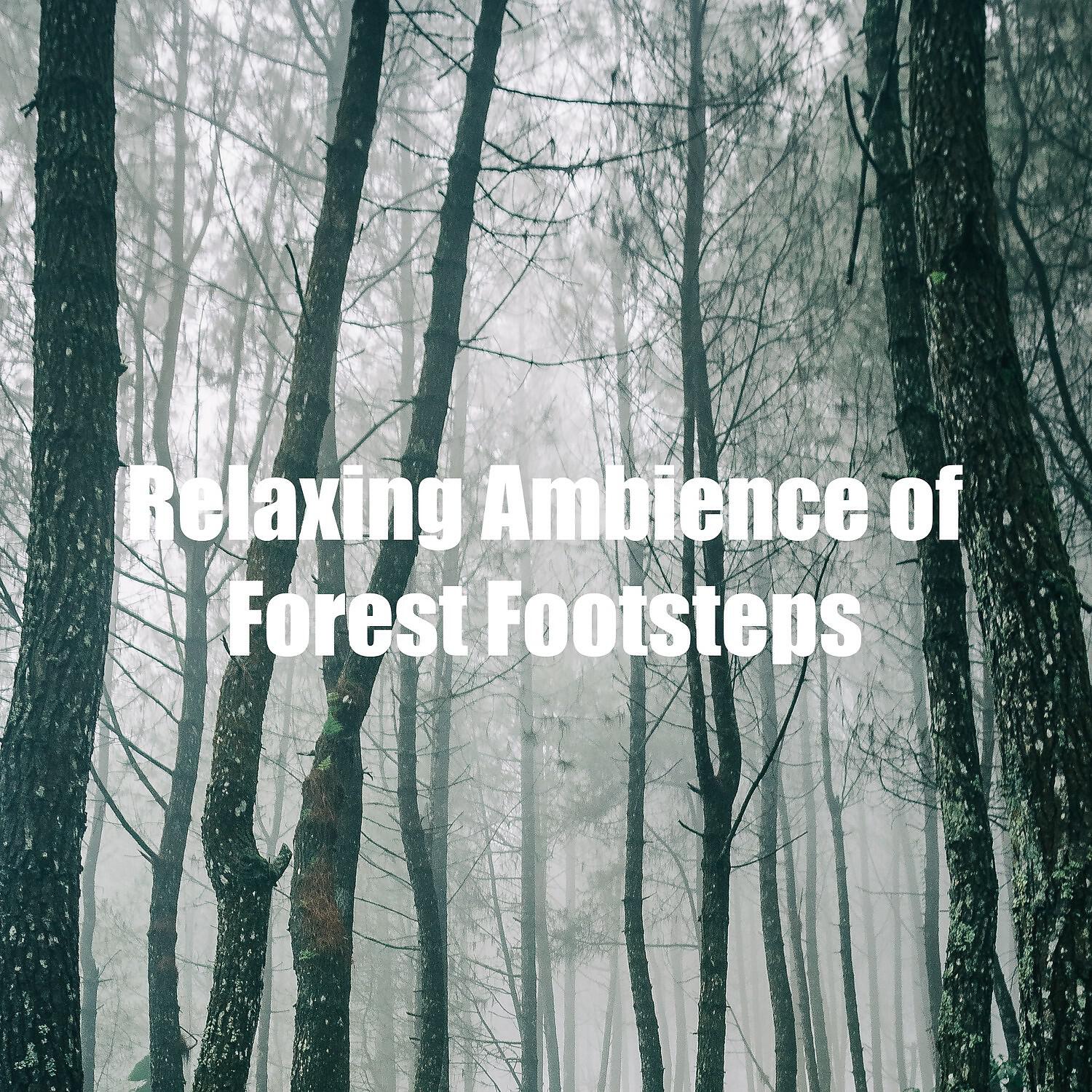 Релиз Relaxing Ambience of Forest Footsteps