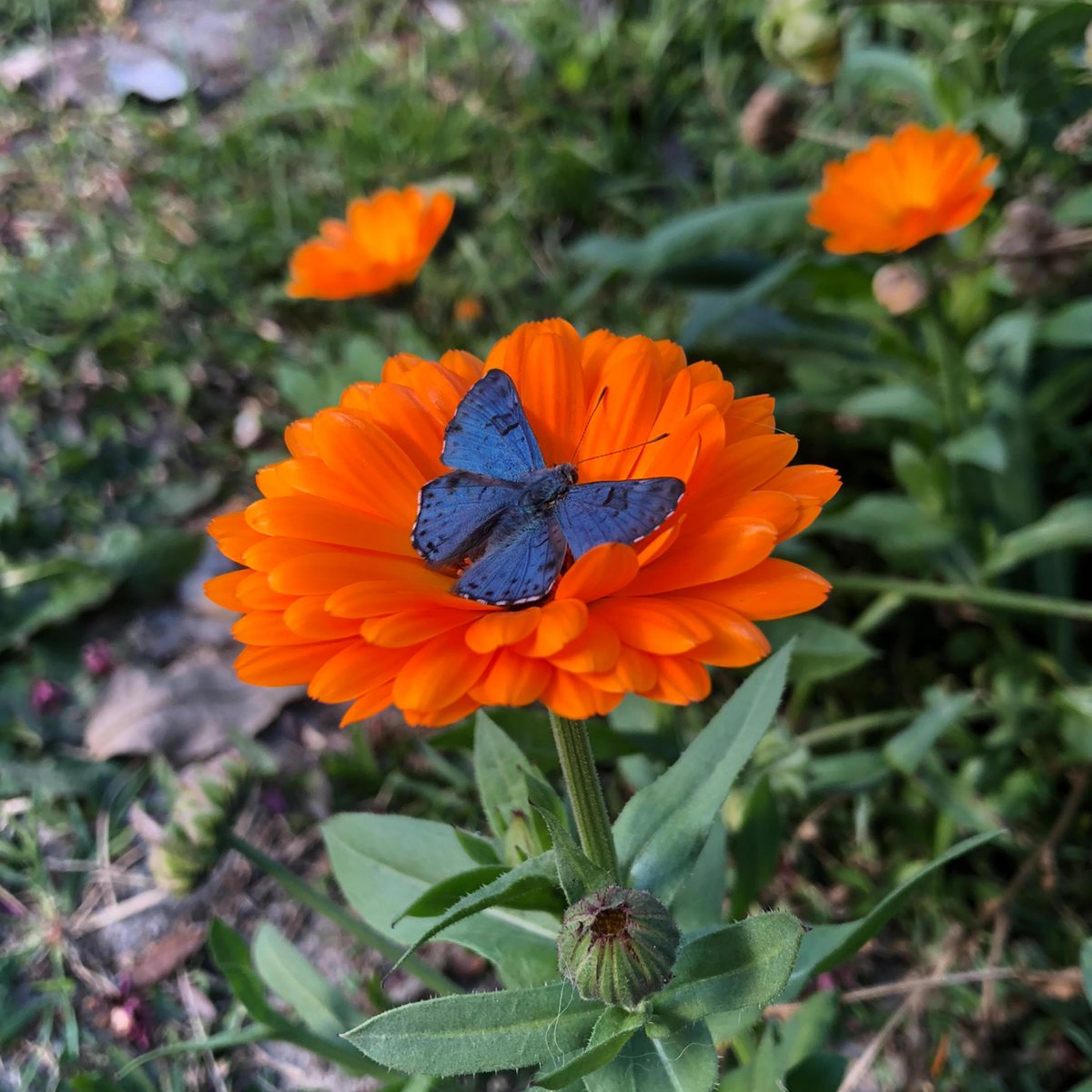Релиз transformo, em flores, espinhos cerrados