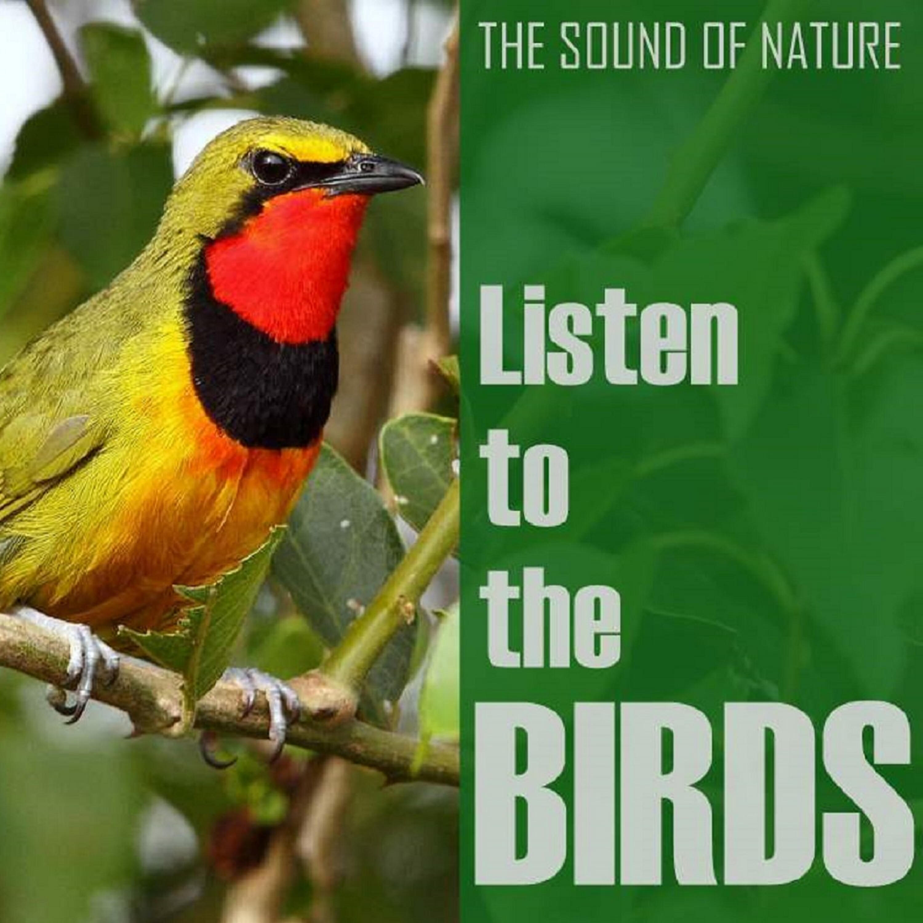 Релиз Listen to the Birds
