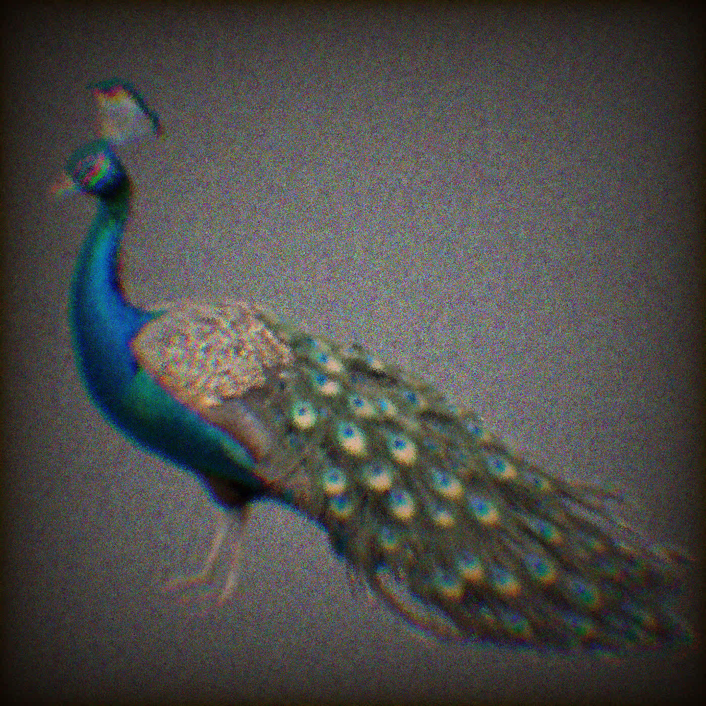 Релиз Peacock