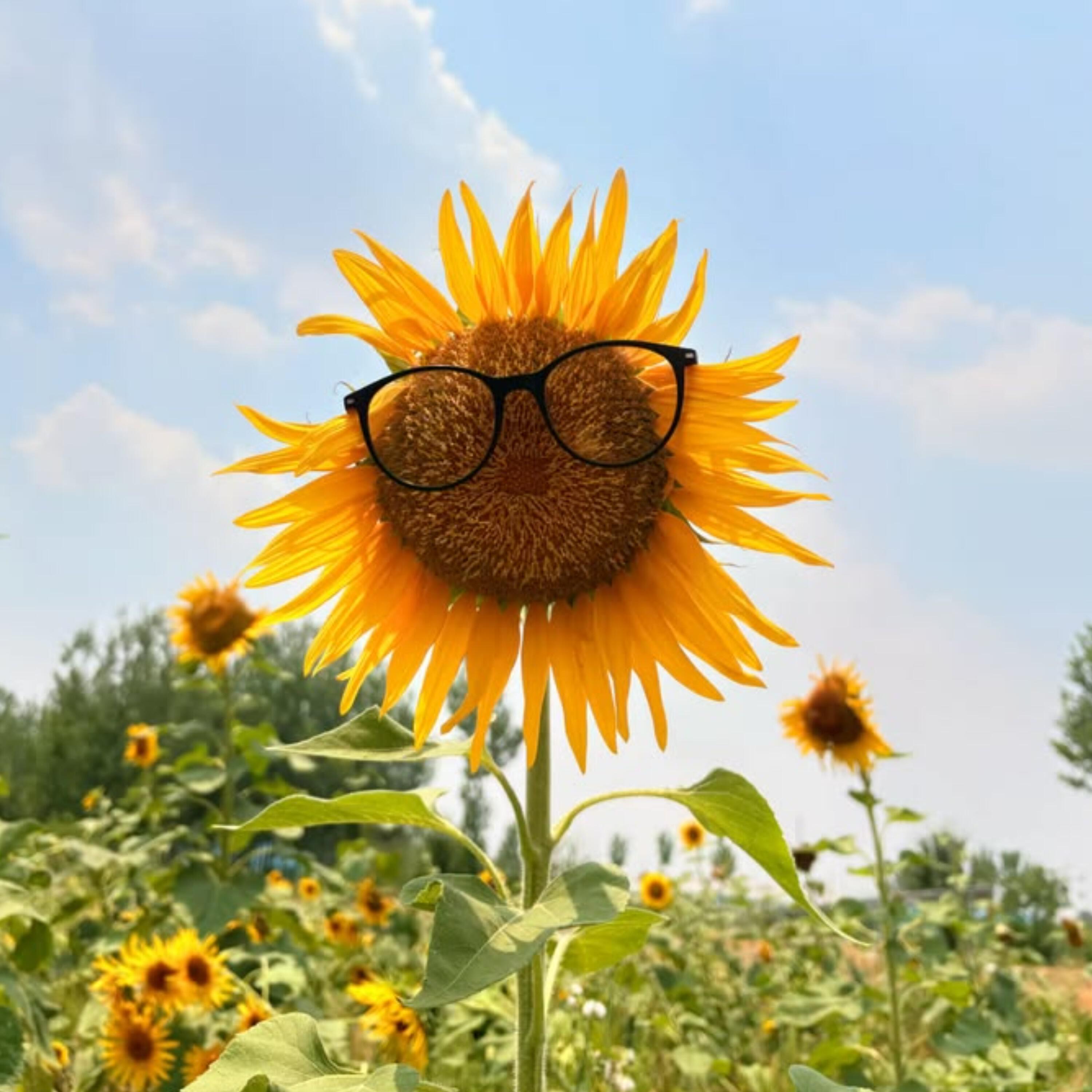 Релиз The Pride of the Sun
