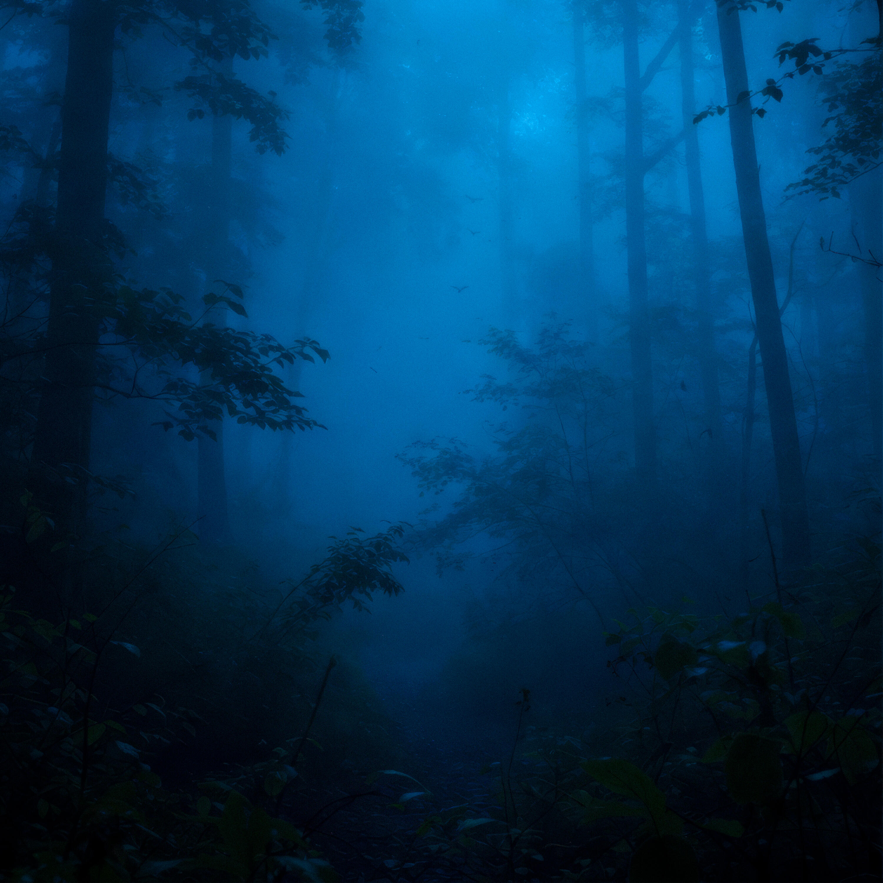 Релиз silence in the forest