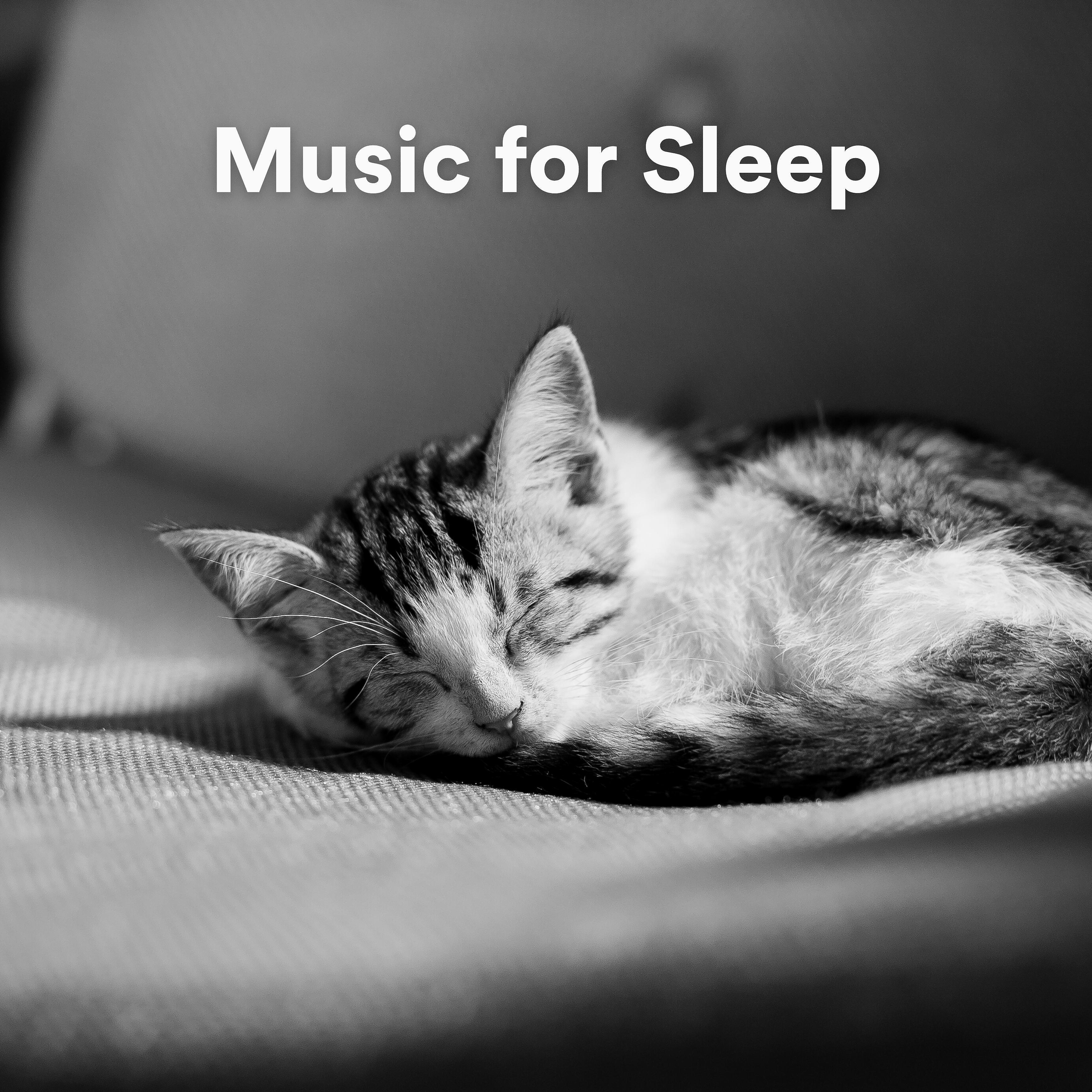 Релиз Music for Sleep