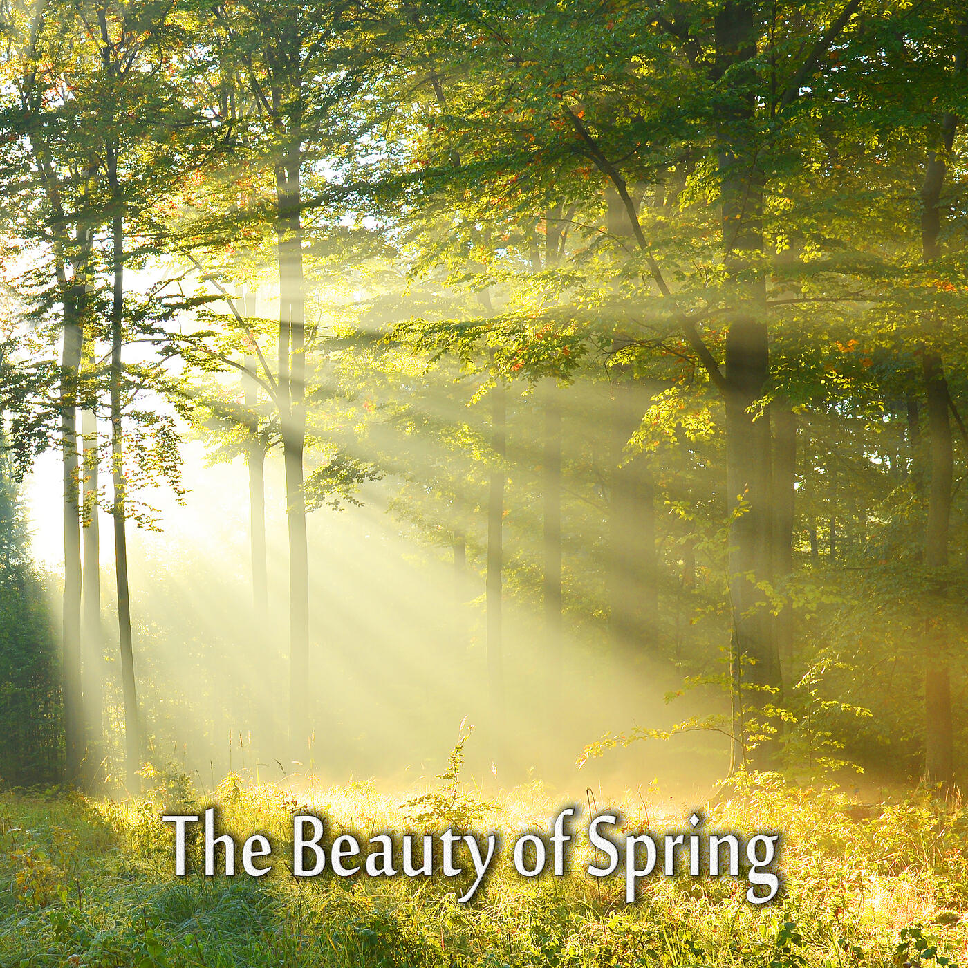 Релиз The Beauty of Spring