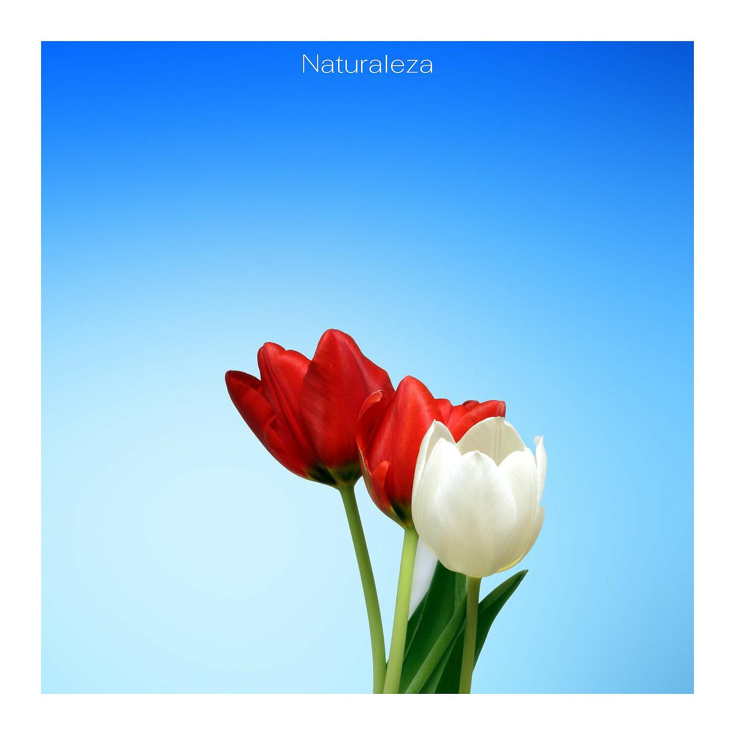 Релиз Naturaleza