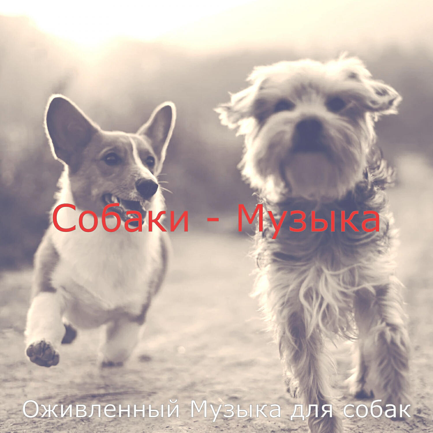 Оживленный Музыка для собак