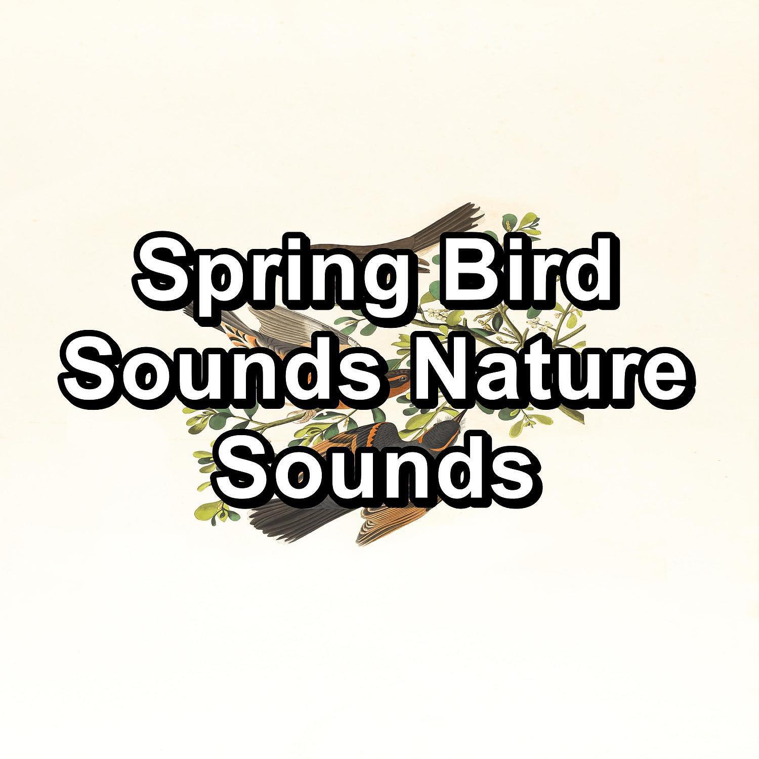 Трек Music from Birds Natural Sounds To Loop for 24 Hours