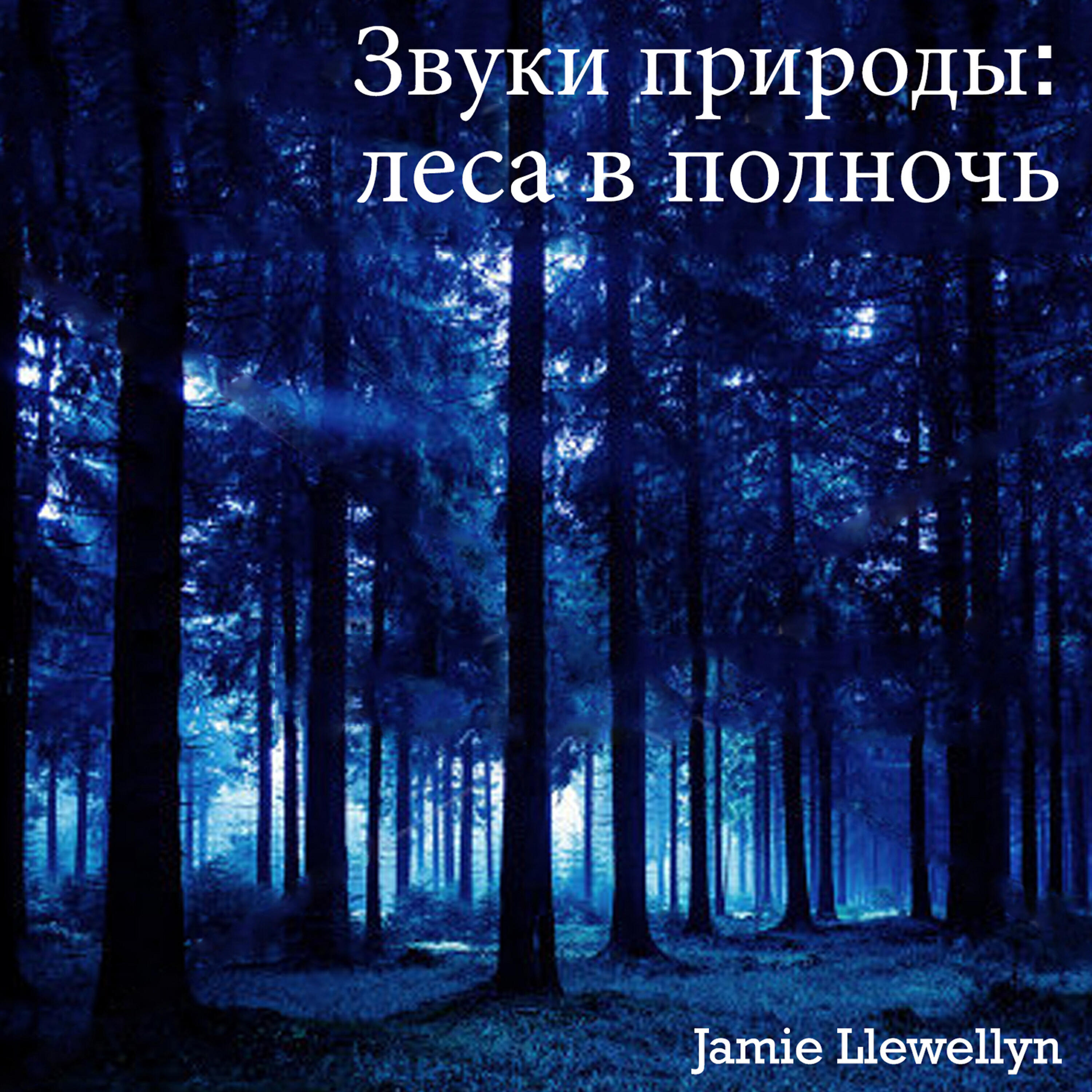 Трек Звуки природы: леса в полночь
